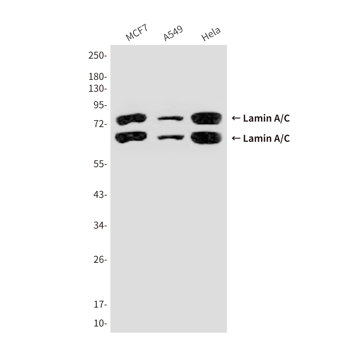 Mouse Monoclonal Antibody to Lamin A/C