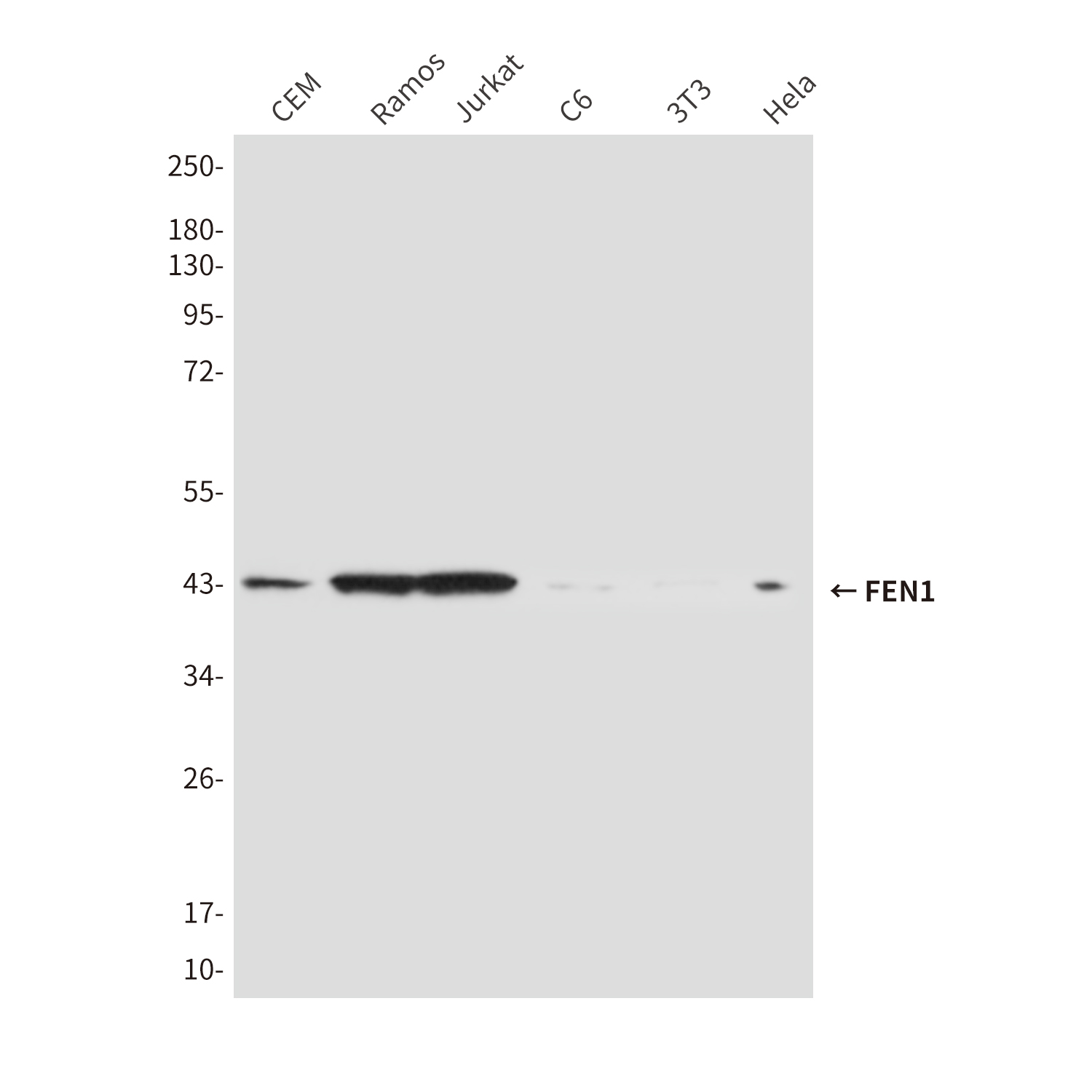 Mouse Monoclonal Antibody to FEN1