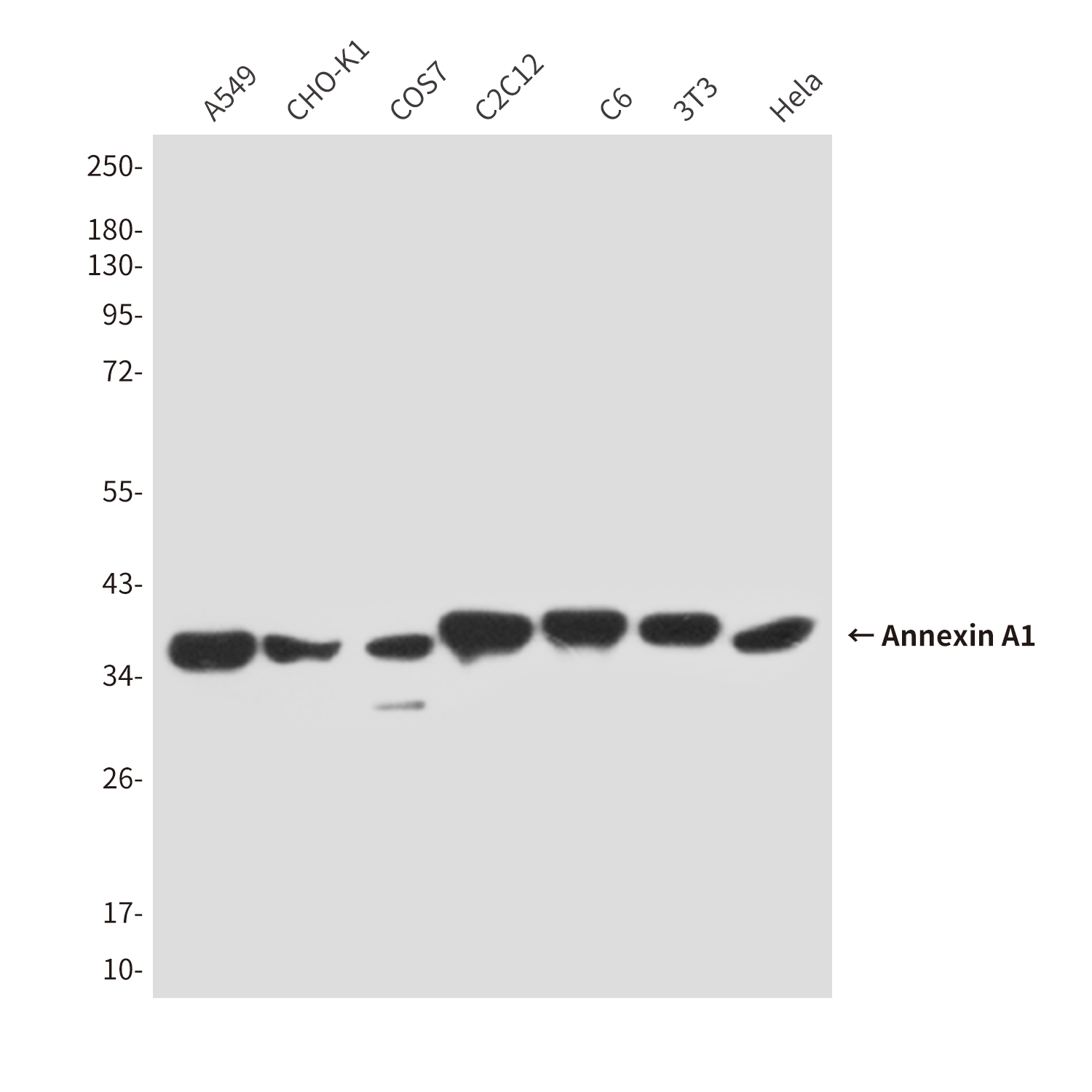 Mouse Monoclonal Antibody to Annexin A1