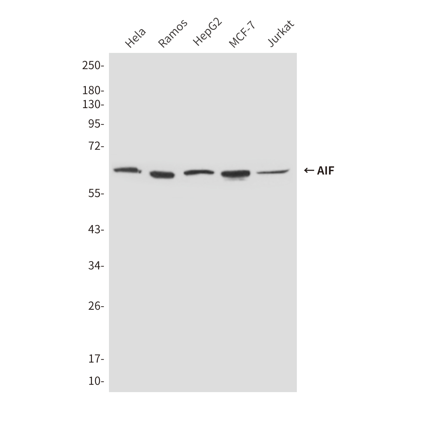 Mouse Monoclonal Antibody to AIF
