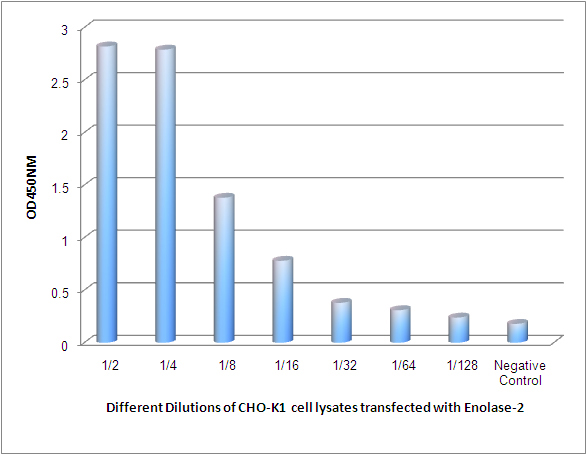 Mouse Monoclonal Antibody to NSE
