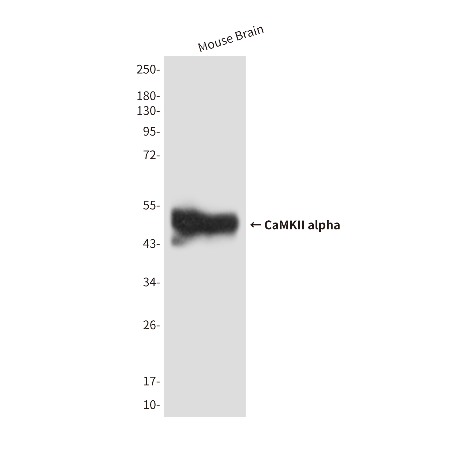 Mouse Monoclonal Antibody to CaMKII alpha