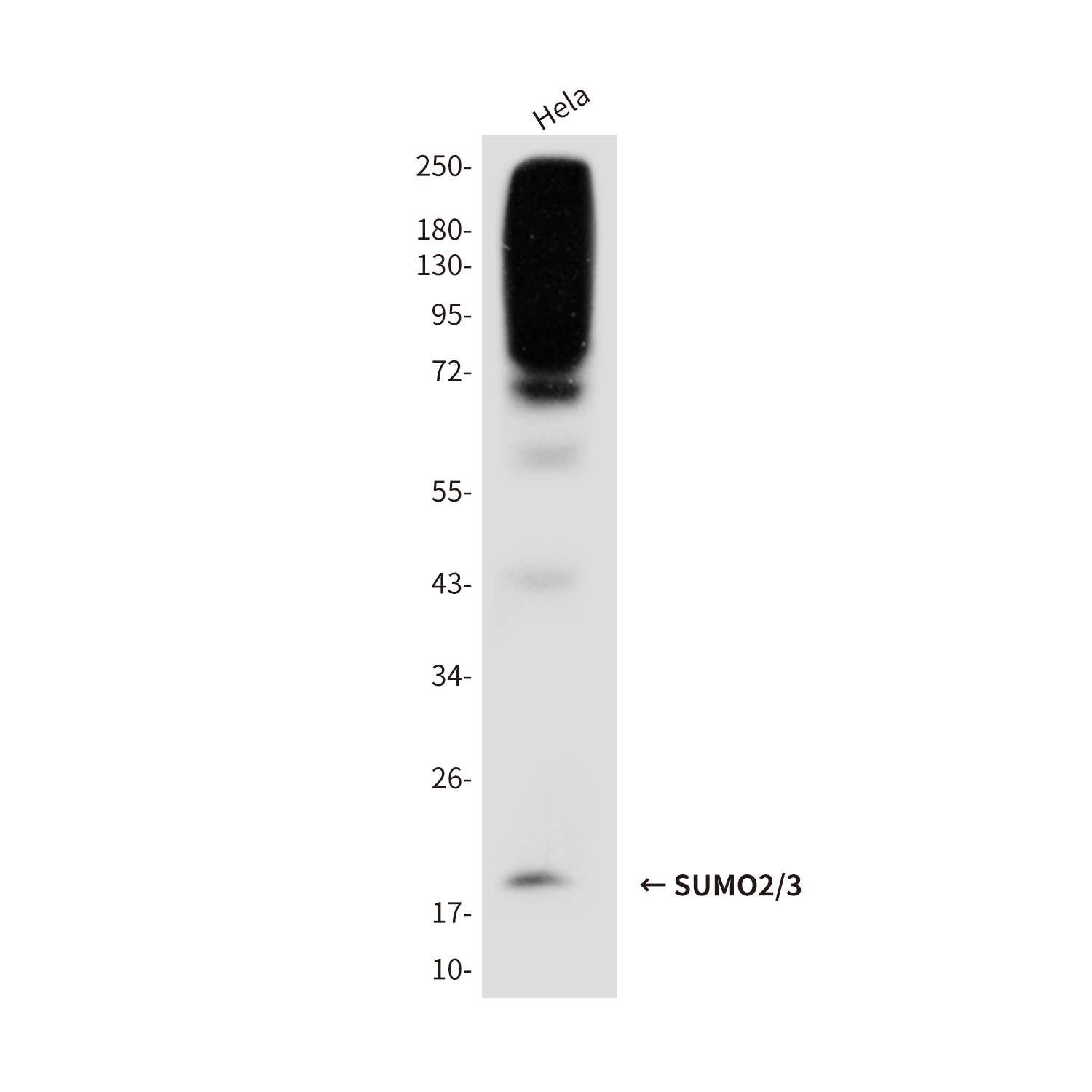 Mouse Monoclonal Antibody to SUMO2/3