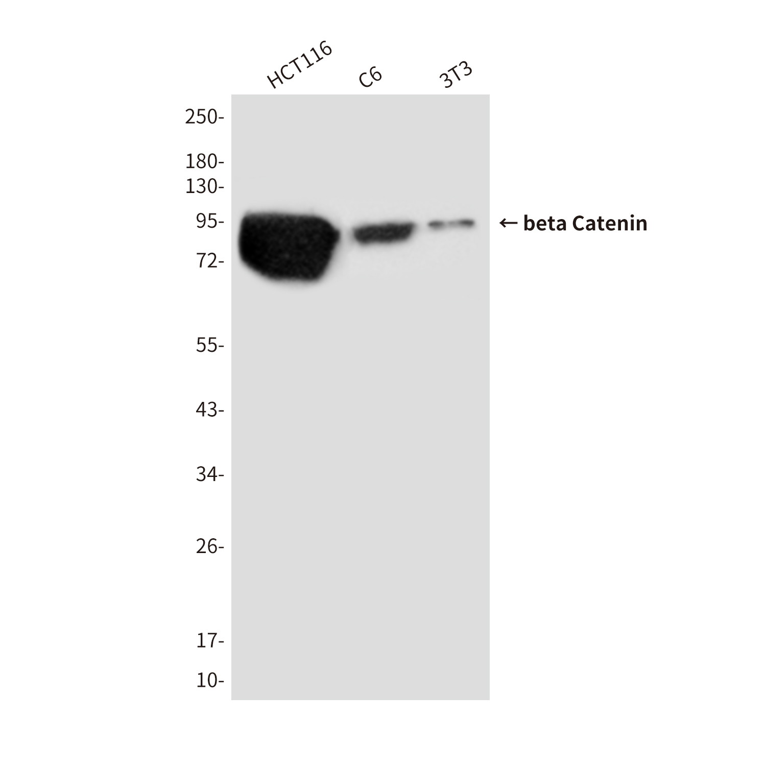 Mouse Monoclonal Antibody to beta Catenin