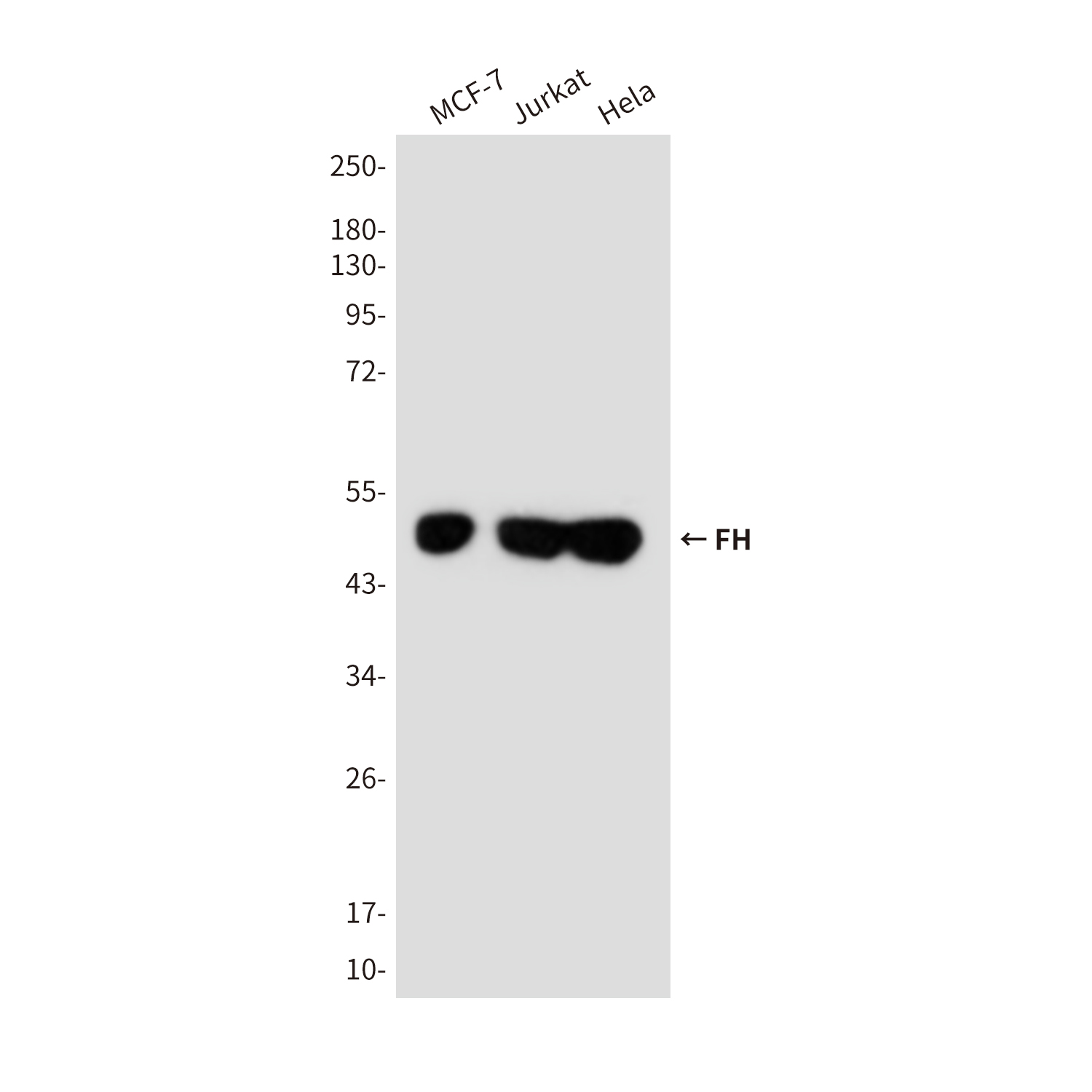 Mouse Monoclonal Antibody to FH