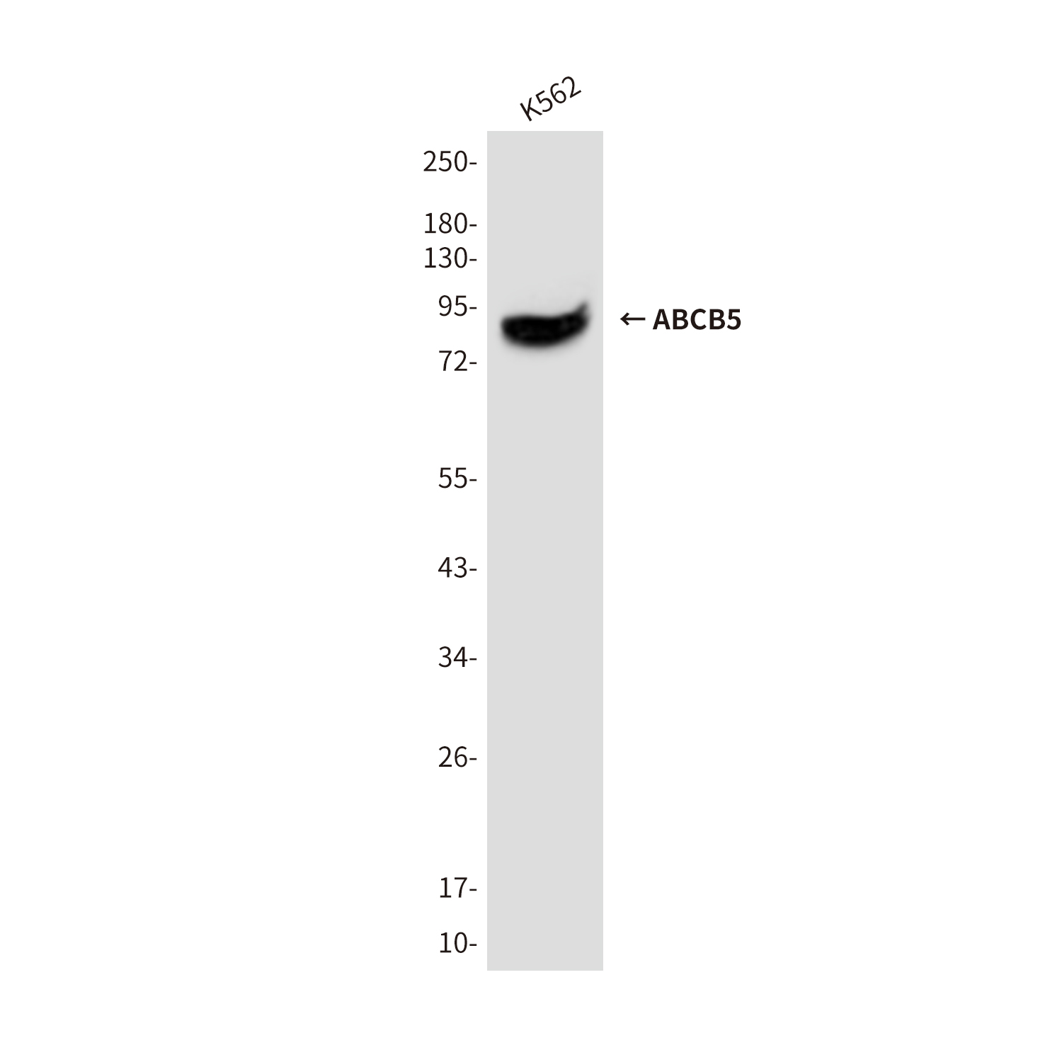 Mouse Monoclonal Antibody to ABCB5