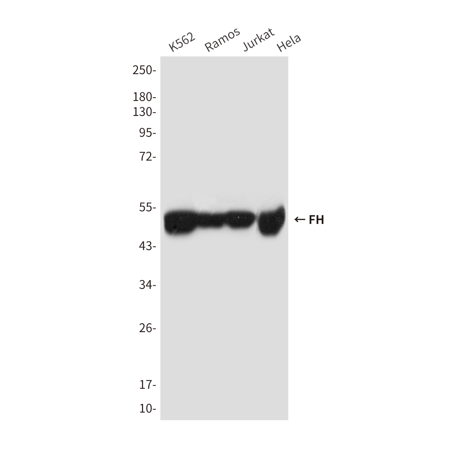 Mouse Monoclonal Antibody to FH