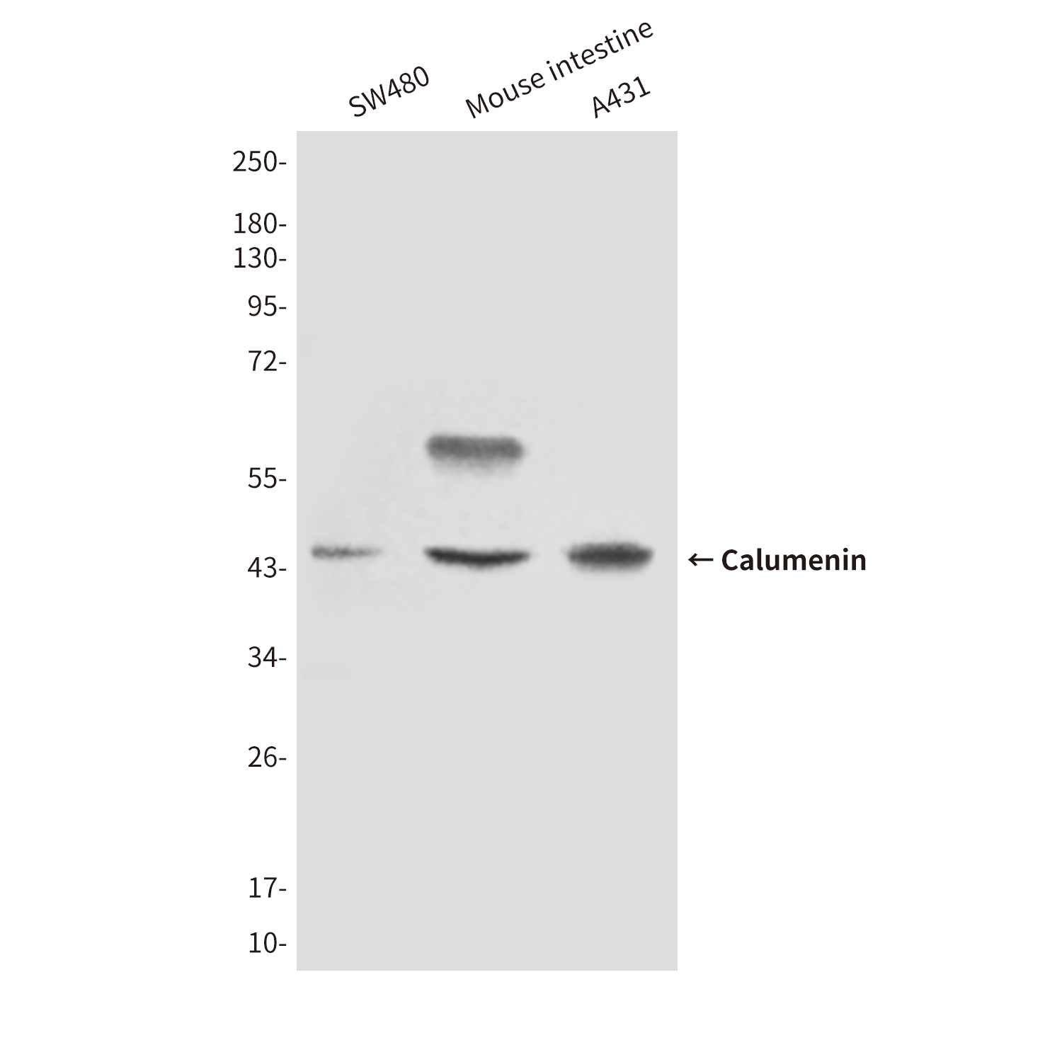 Mouse Monoclonal Antibody to Calumenin