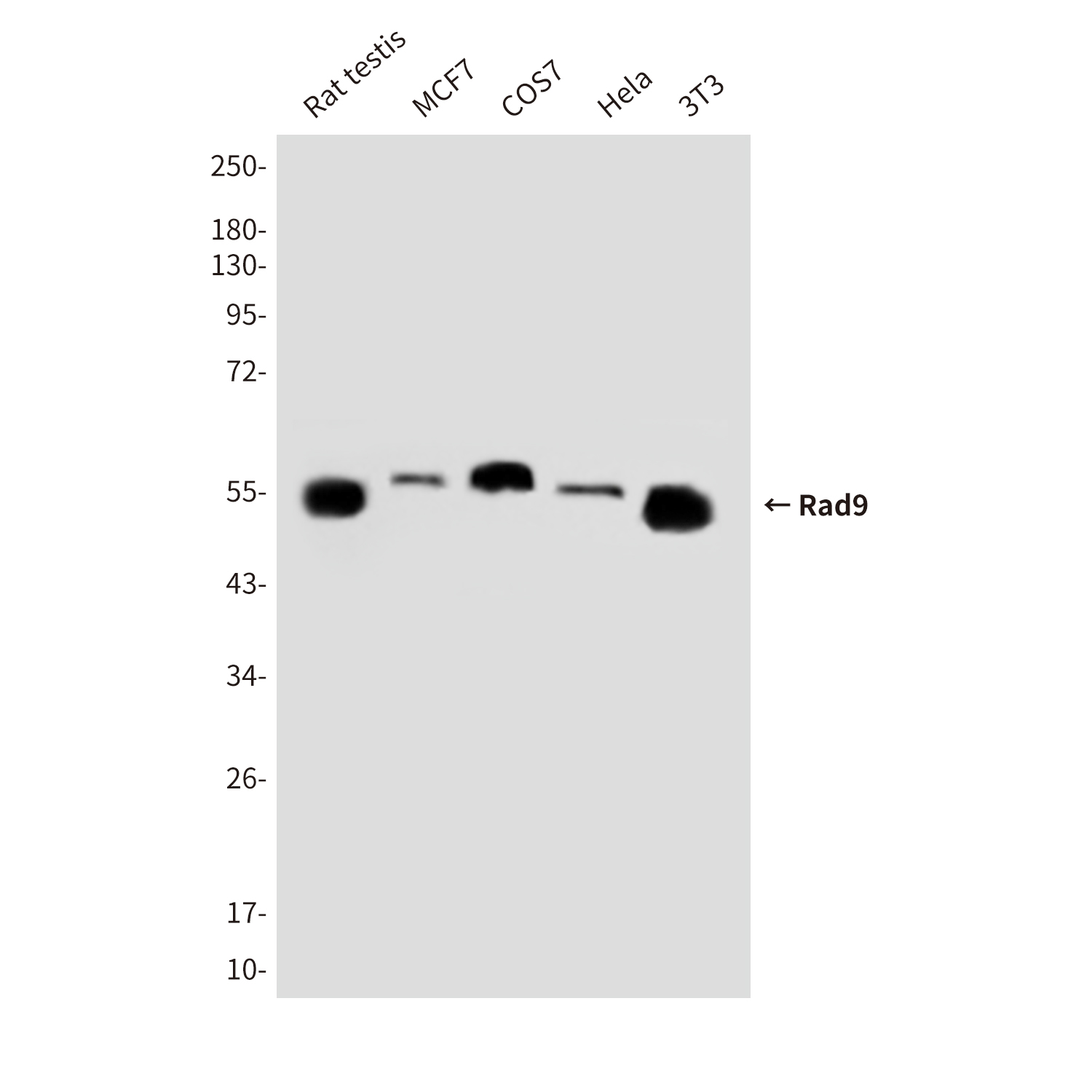 Mouse Monoclonal Antibody to Rad9