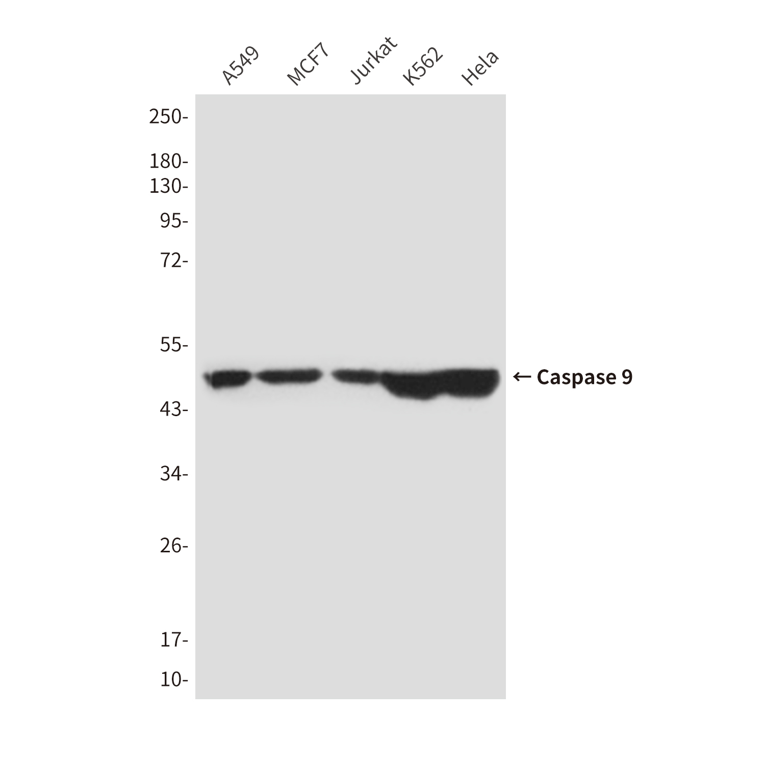 Mouse Monoclonal Antibody to Caspase 9