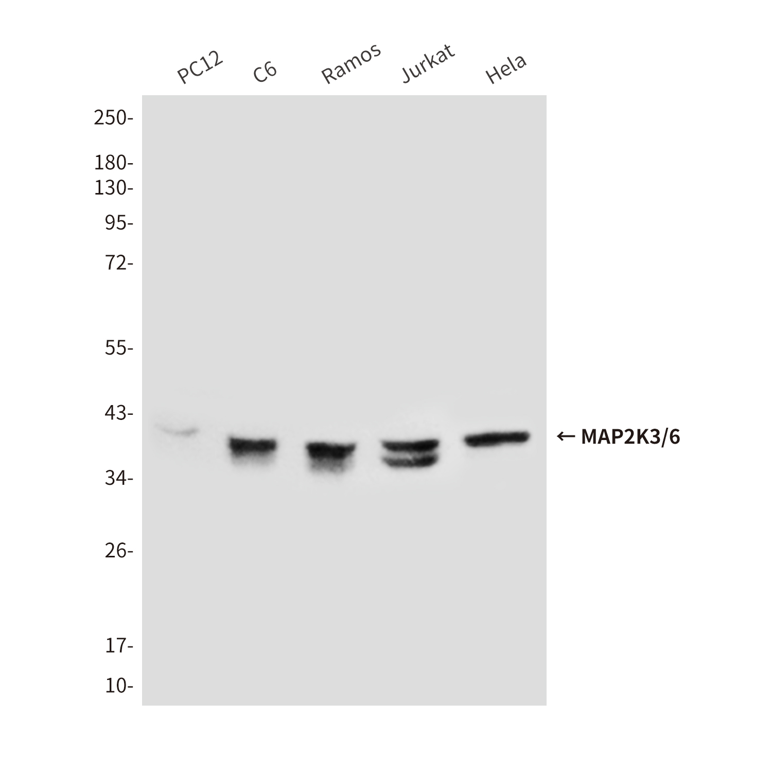Mouse Monoclonal Antibody to MAP2K6