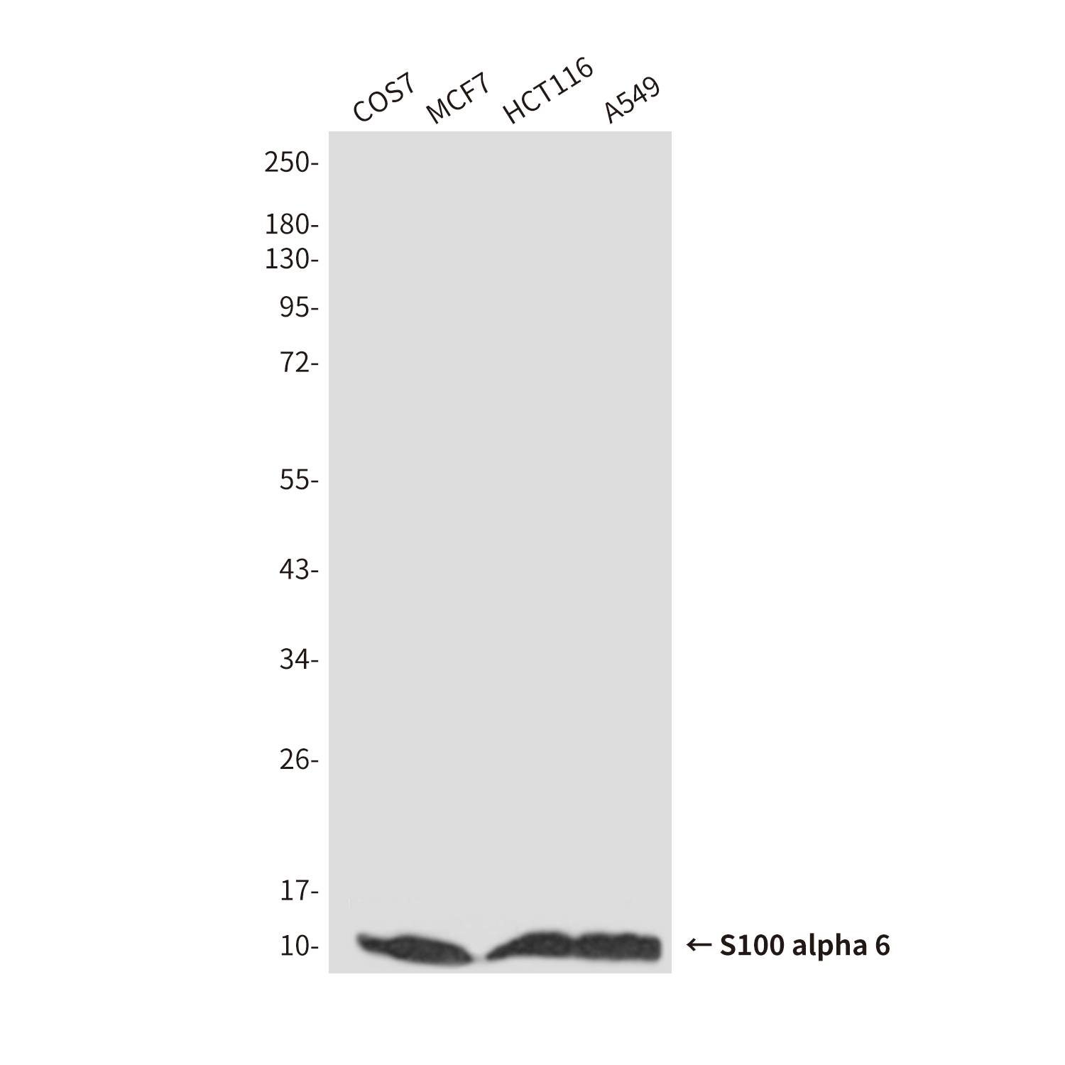 Mouse Monoclonal Antibody to S100A6