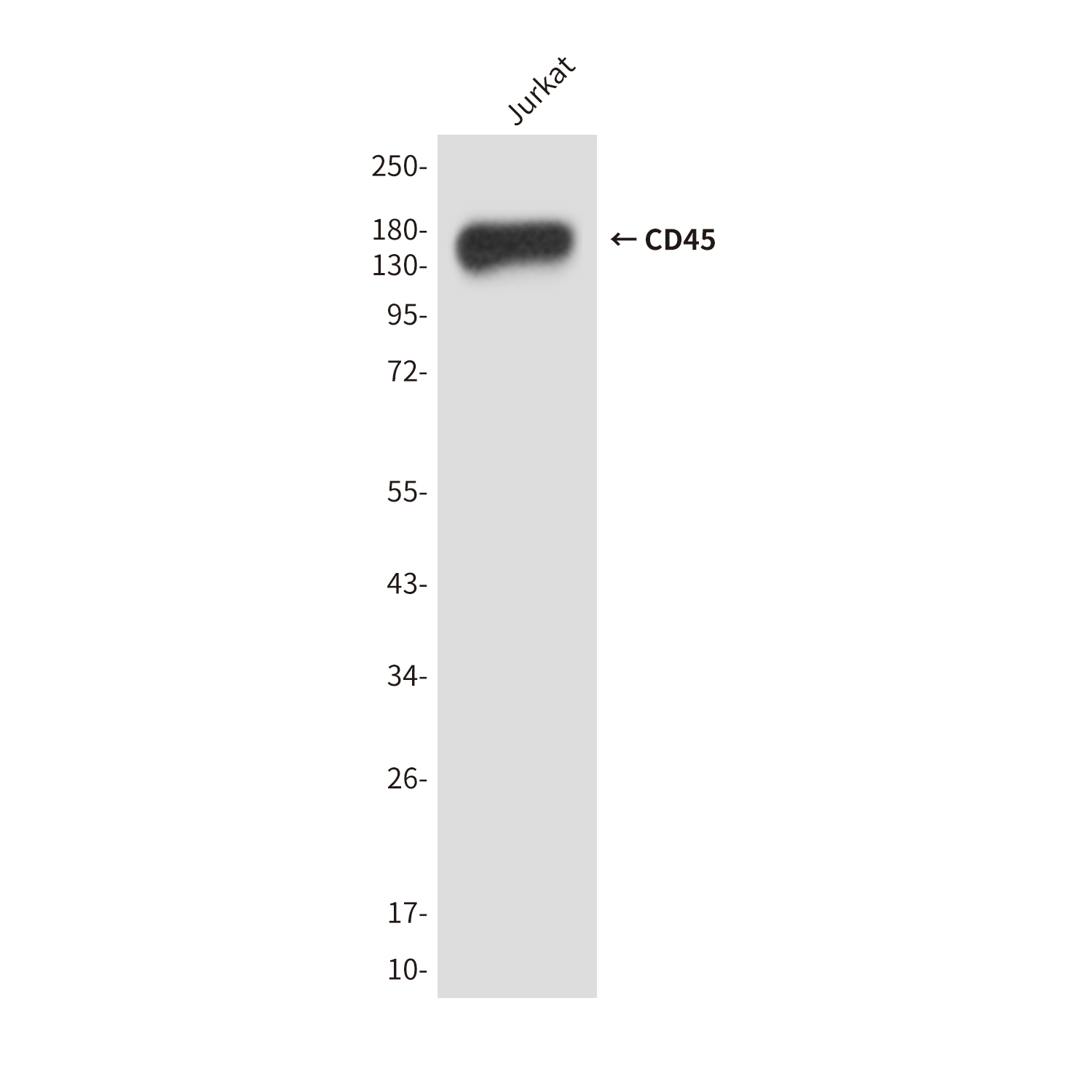 Mouse Monoclonal Antibody to CD45