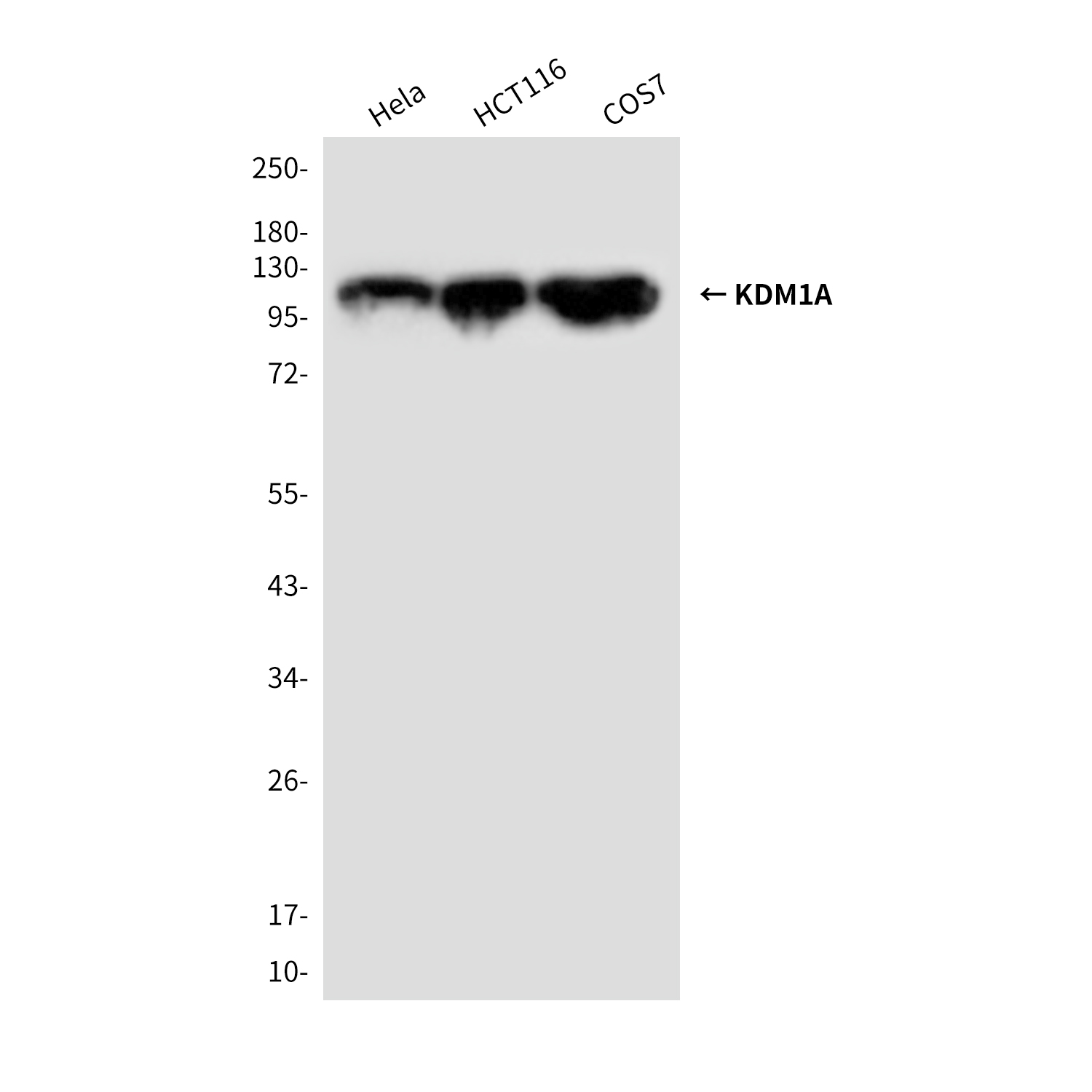 Mouse Monoclonal Antibody to KDM1A