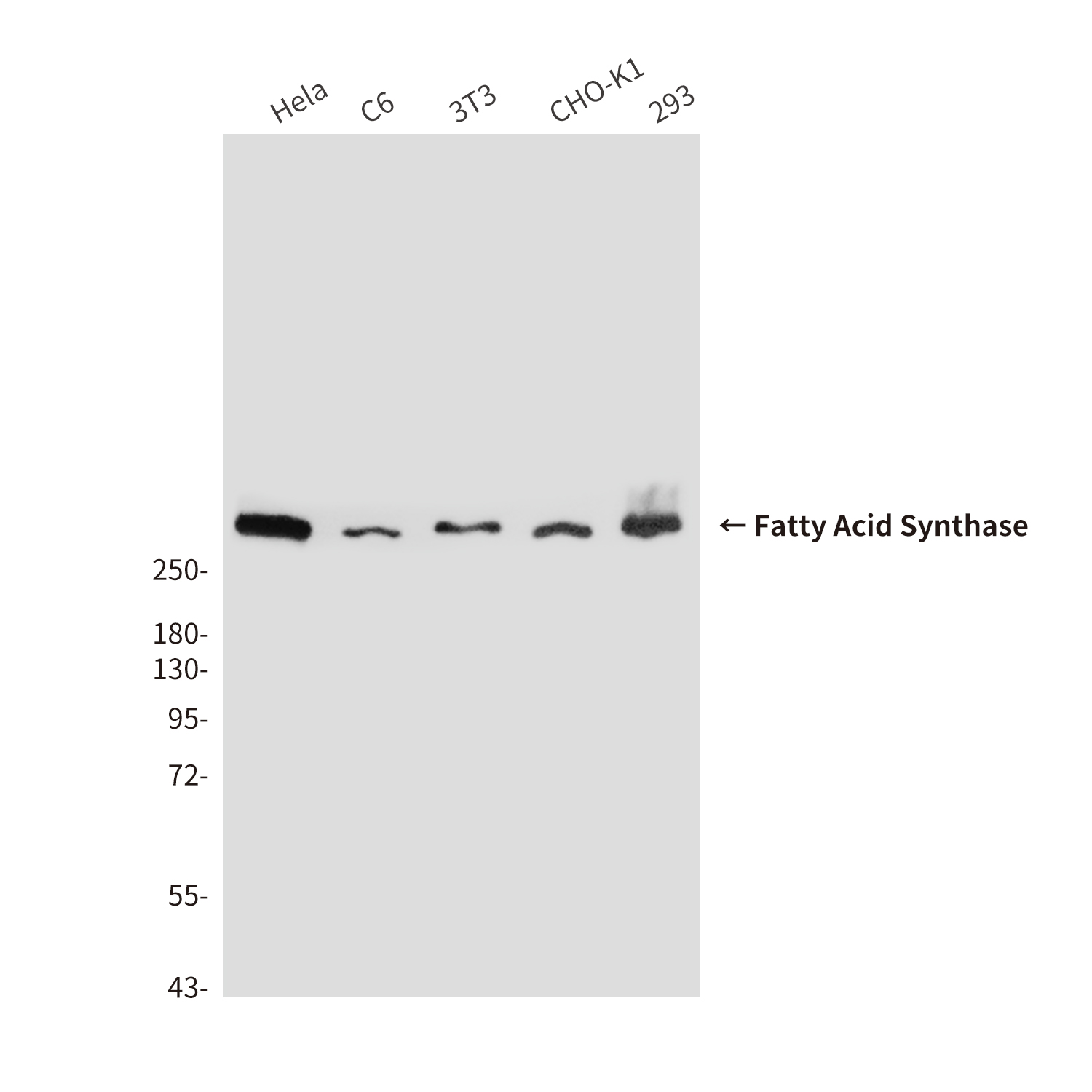 Mouse Monoclonal Antibody to Fatty Acid Synthase