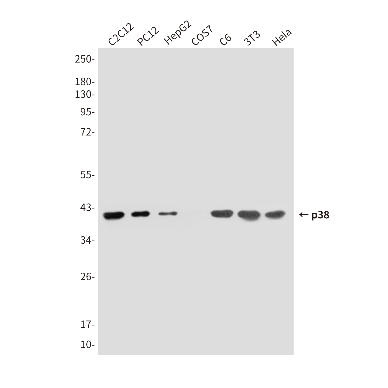 Mouse Monoclonal Antibody to p38