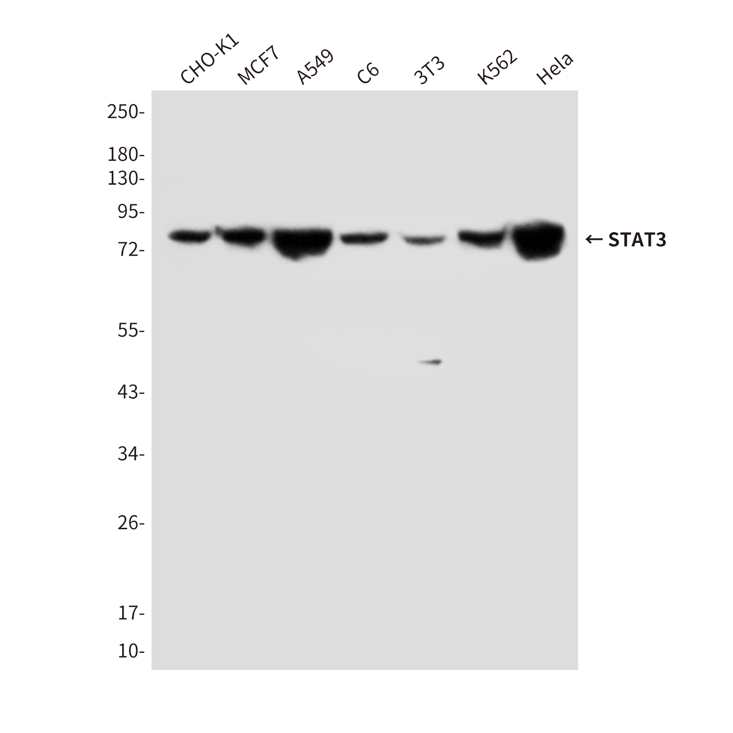 Mouse Monoclonal Antibody to STAT3