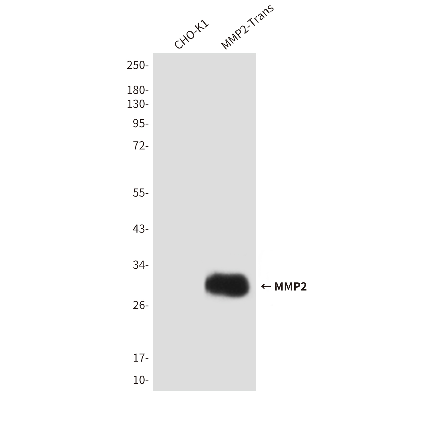 Mouse Monoclonal Antibody to MMP2