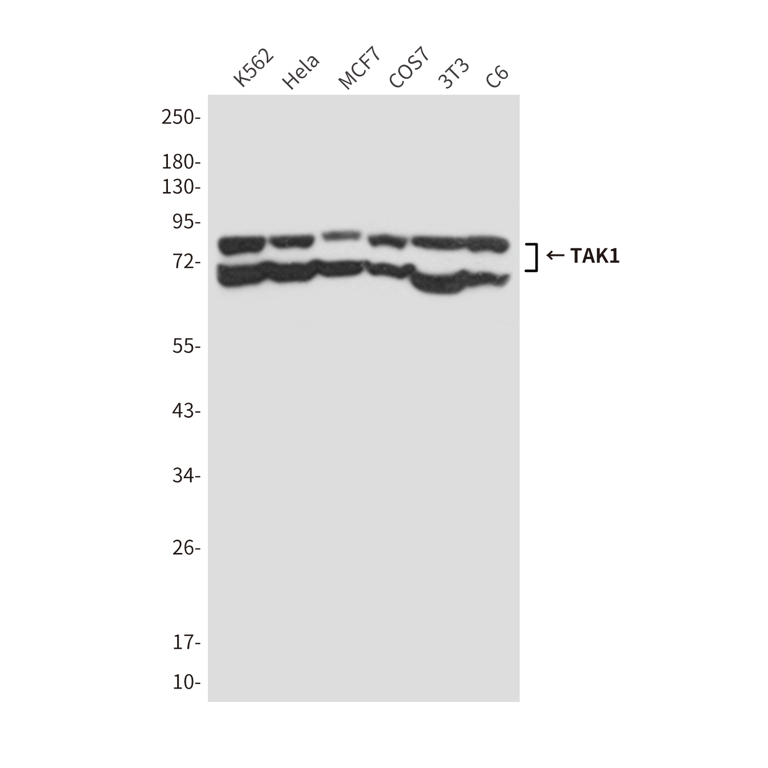 Mouse Monoclonal Antibody to TAK1