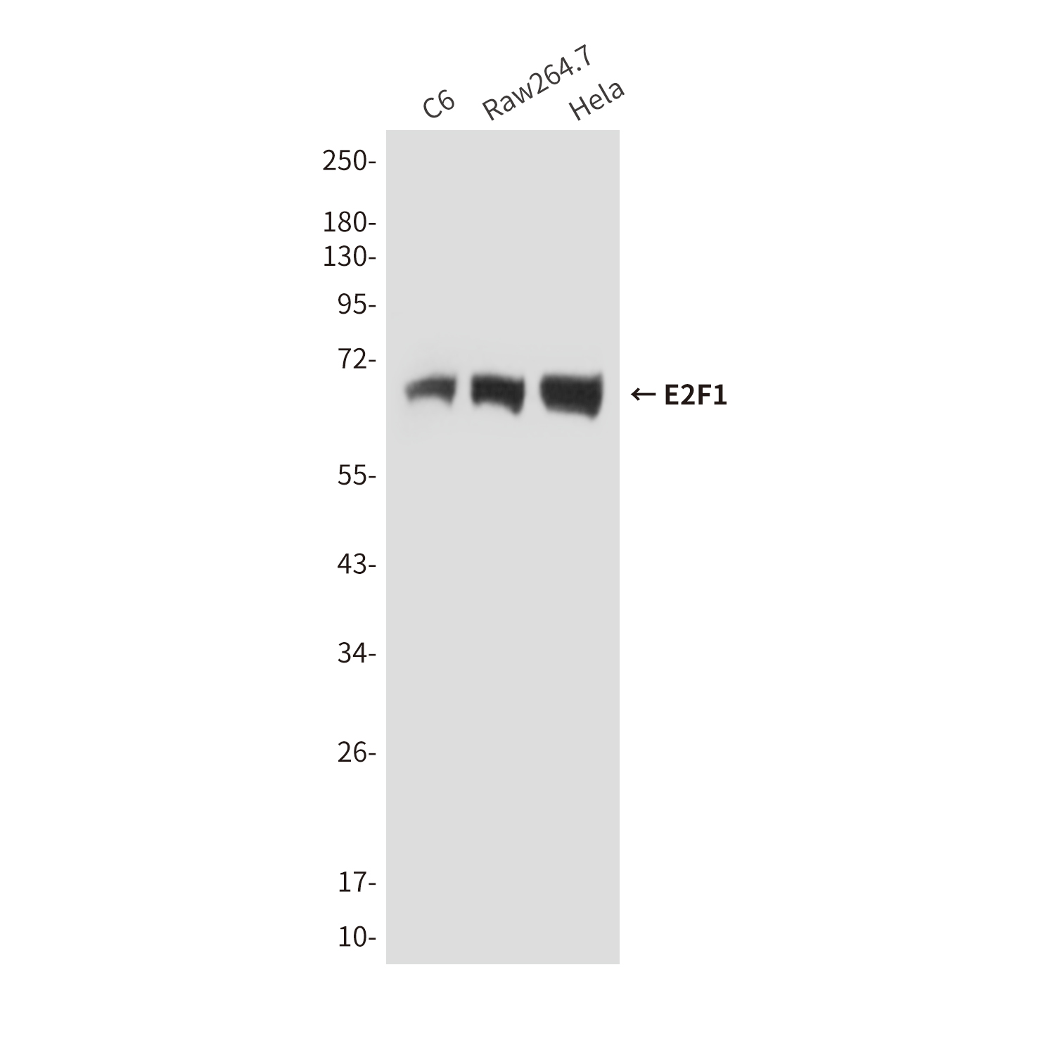 Mouse Monoclonal Antibody to E2F1