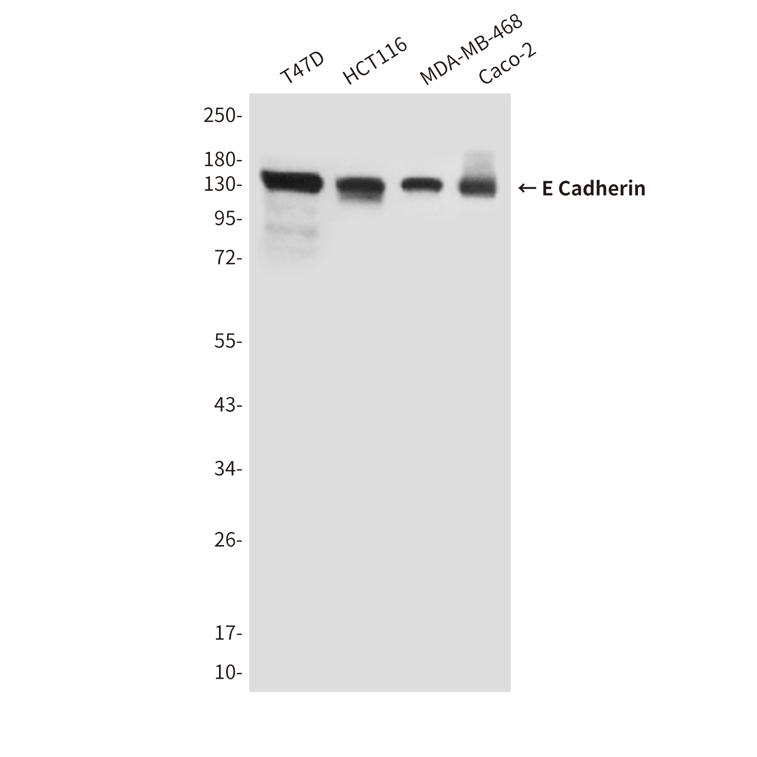 Mouse Monoclonal Antibody to E Cadherin