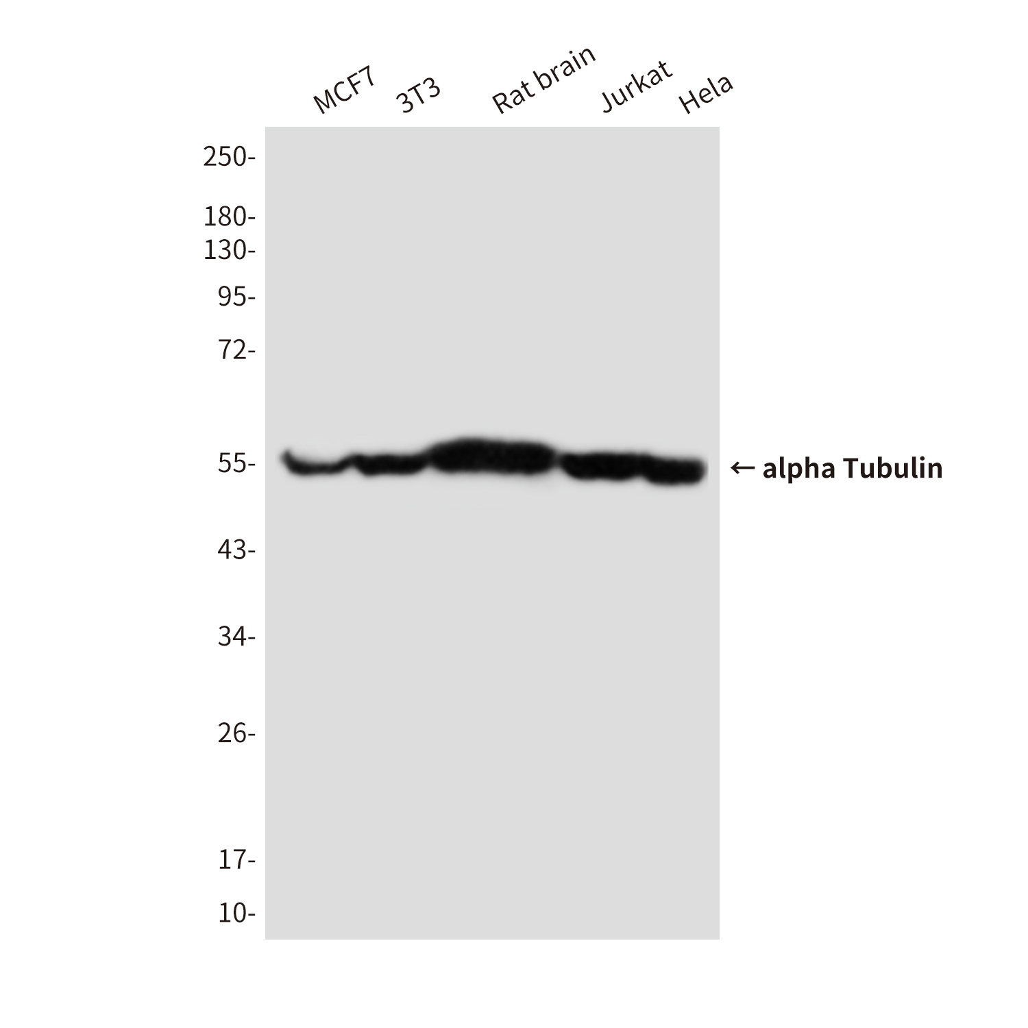 Mouse Monoclonal Antibody to alpha Tubulin