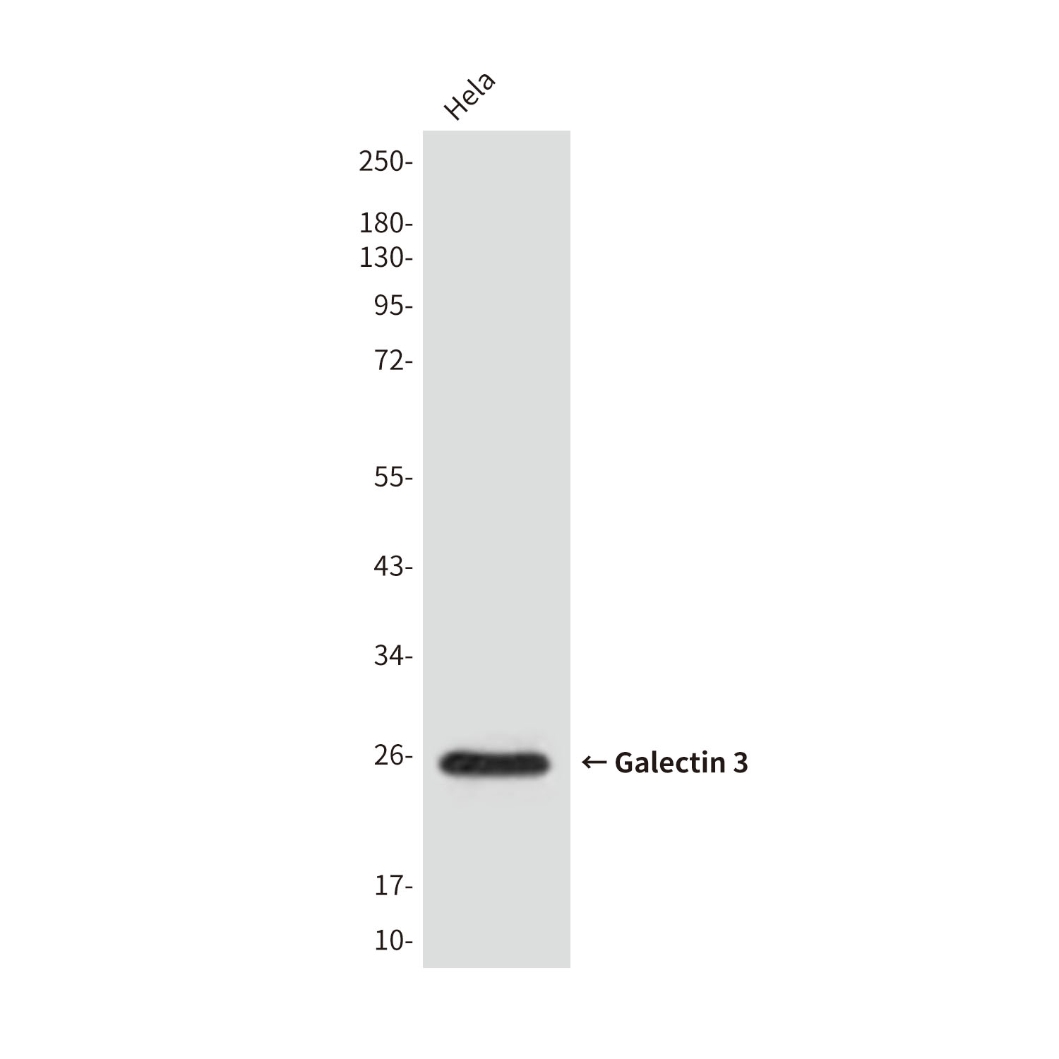 Mouse Monoclonal Antibody to Galectin 3