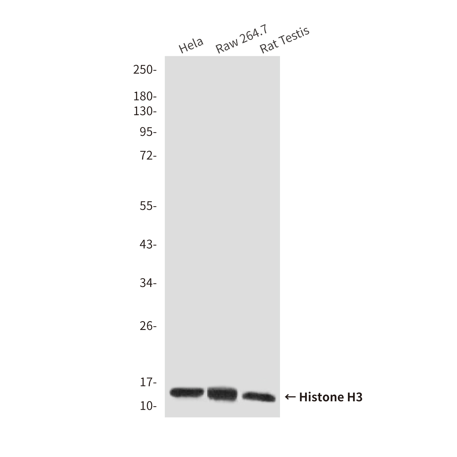 Mouse Monoclonal Antibody to Histone H3