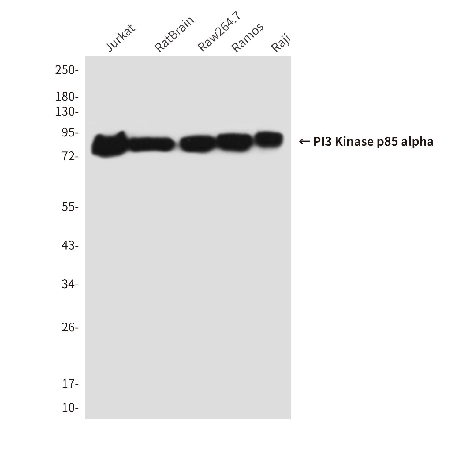 Mouse Monoclonal Antibody to PI3 Kinase p85 alpha