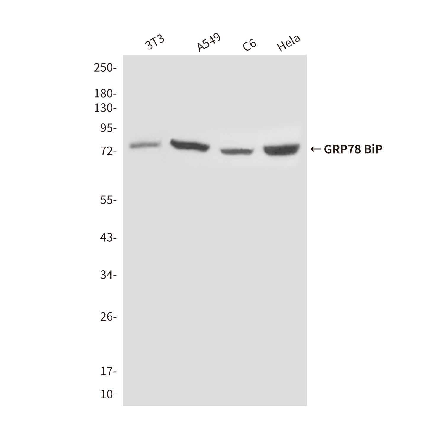 Mouse Monoclonal Antibody to GRP78 BiP