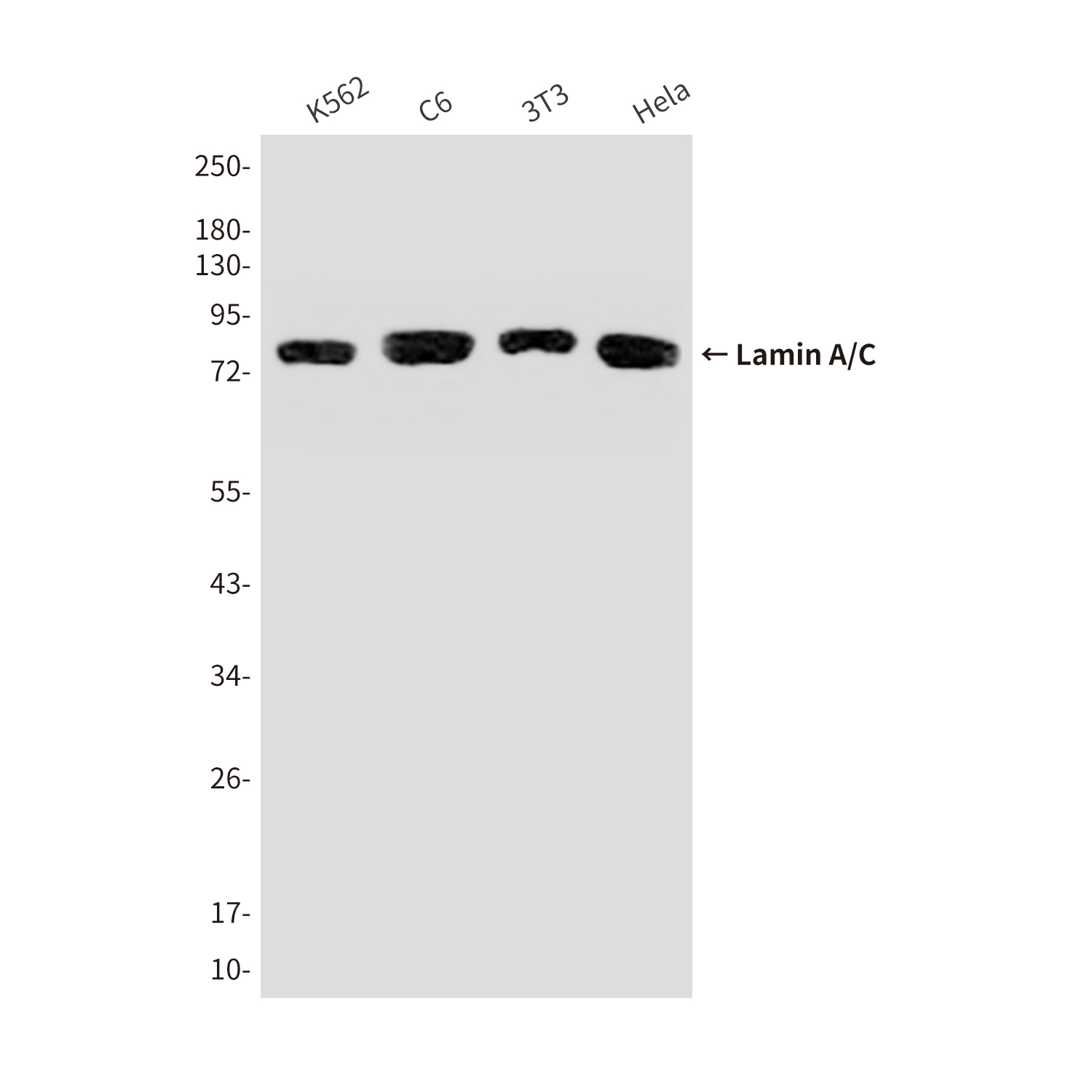 Mouse Monoclonal Antibody to Lamin A/C