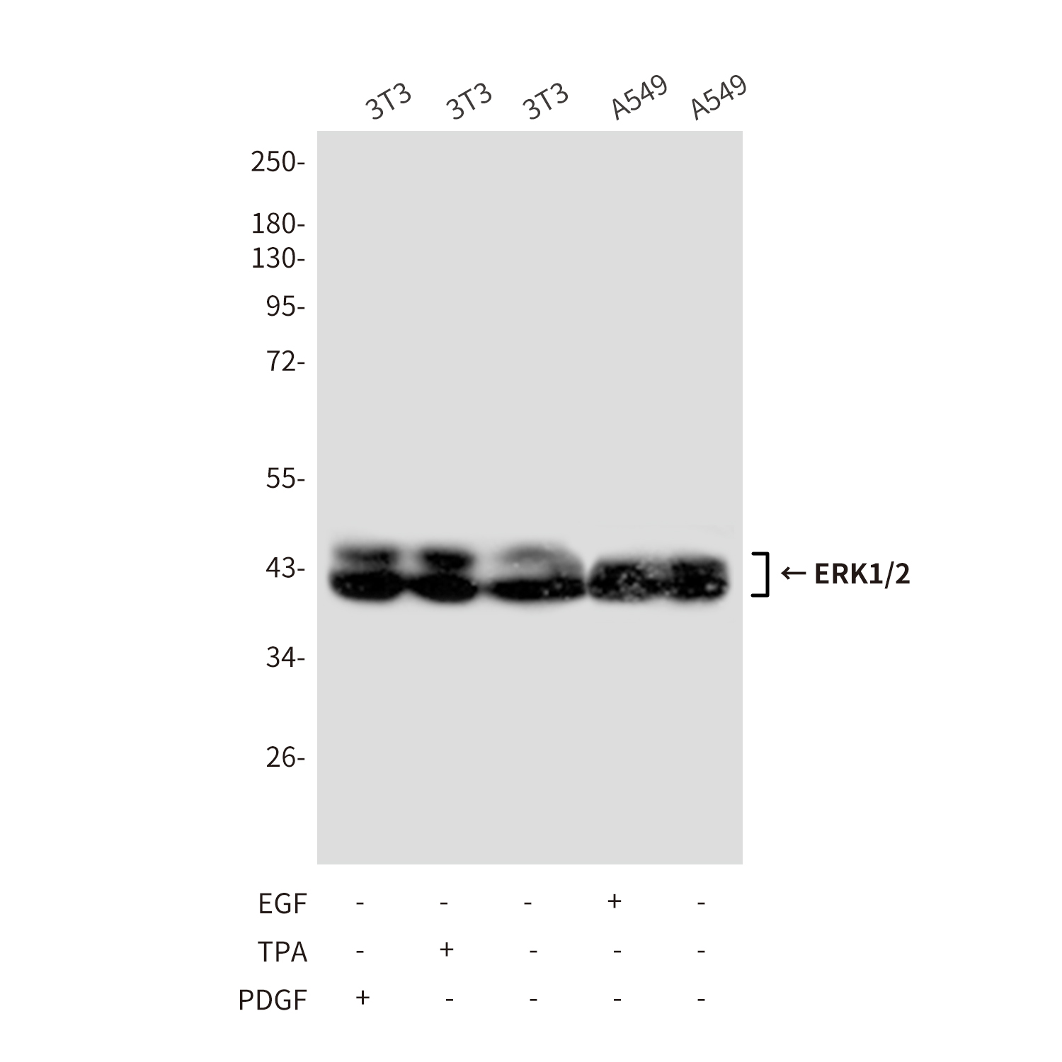 Mouse Monoclonal Antibody to ERK1/2