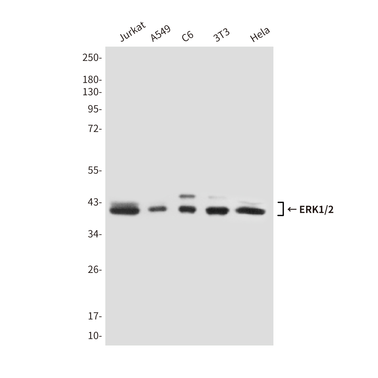 Mouse Monoclonal Antibody to ERK1/2