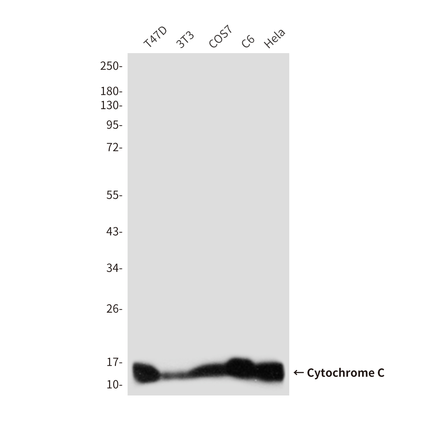 Mouse Monoclonal Antibody to Cytochrome C