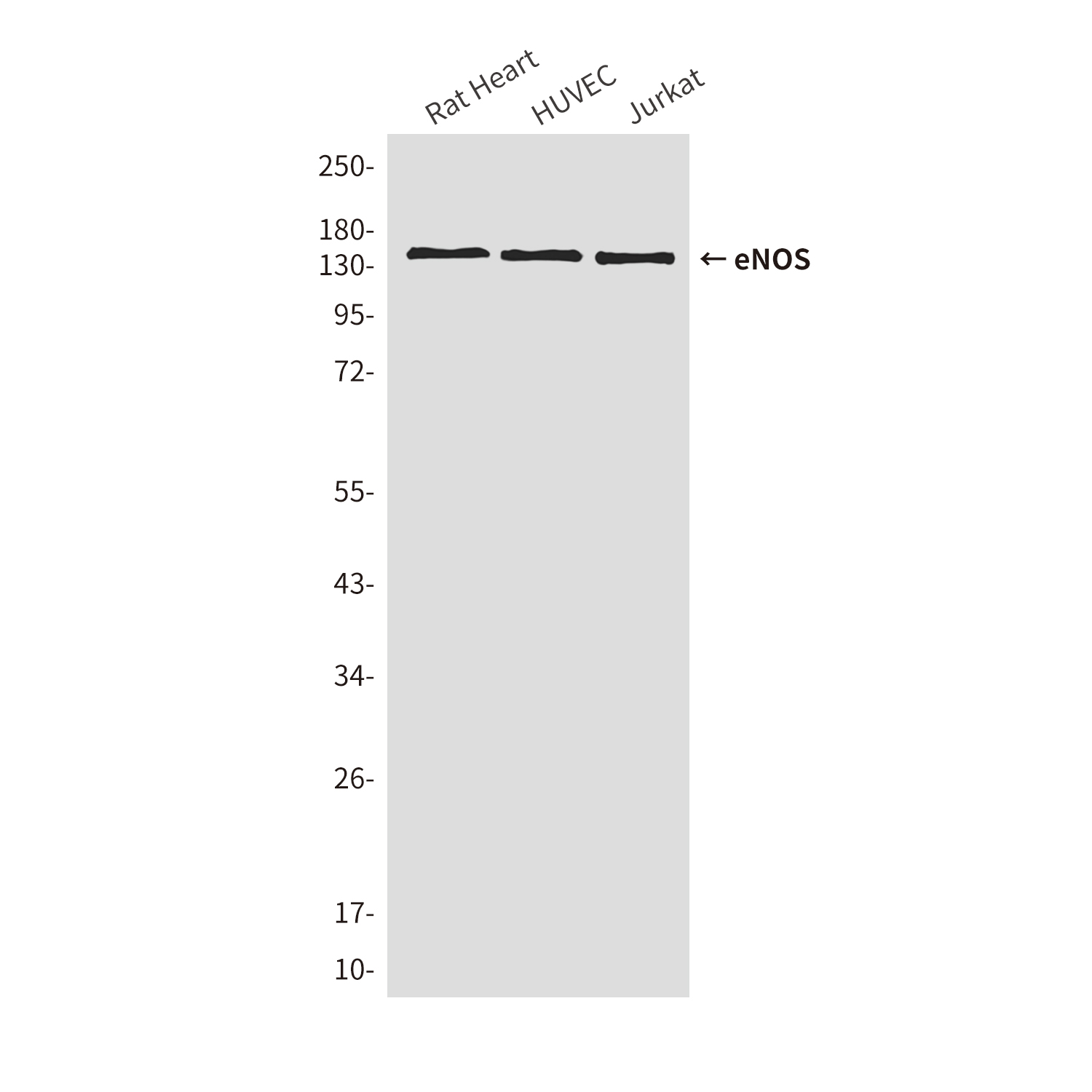 Mouse Monoclonal Antibody to eNOS