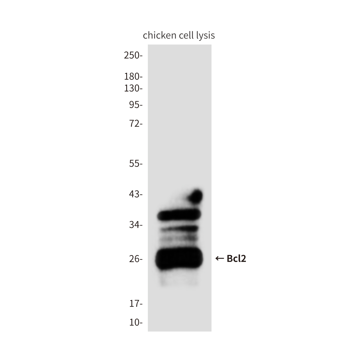 Mouse Monoclonal Antibody to Bcl2