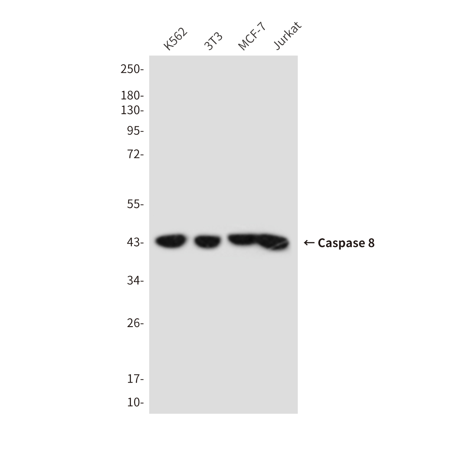 Mouse Monoclonal Antibody to Cleaved-Caspase 8
