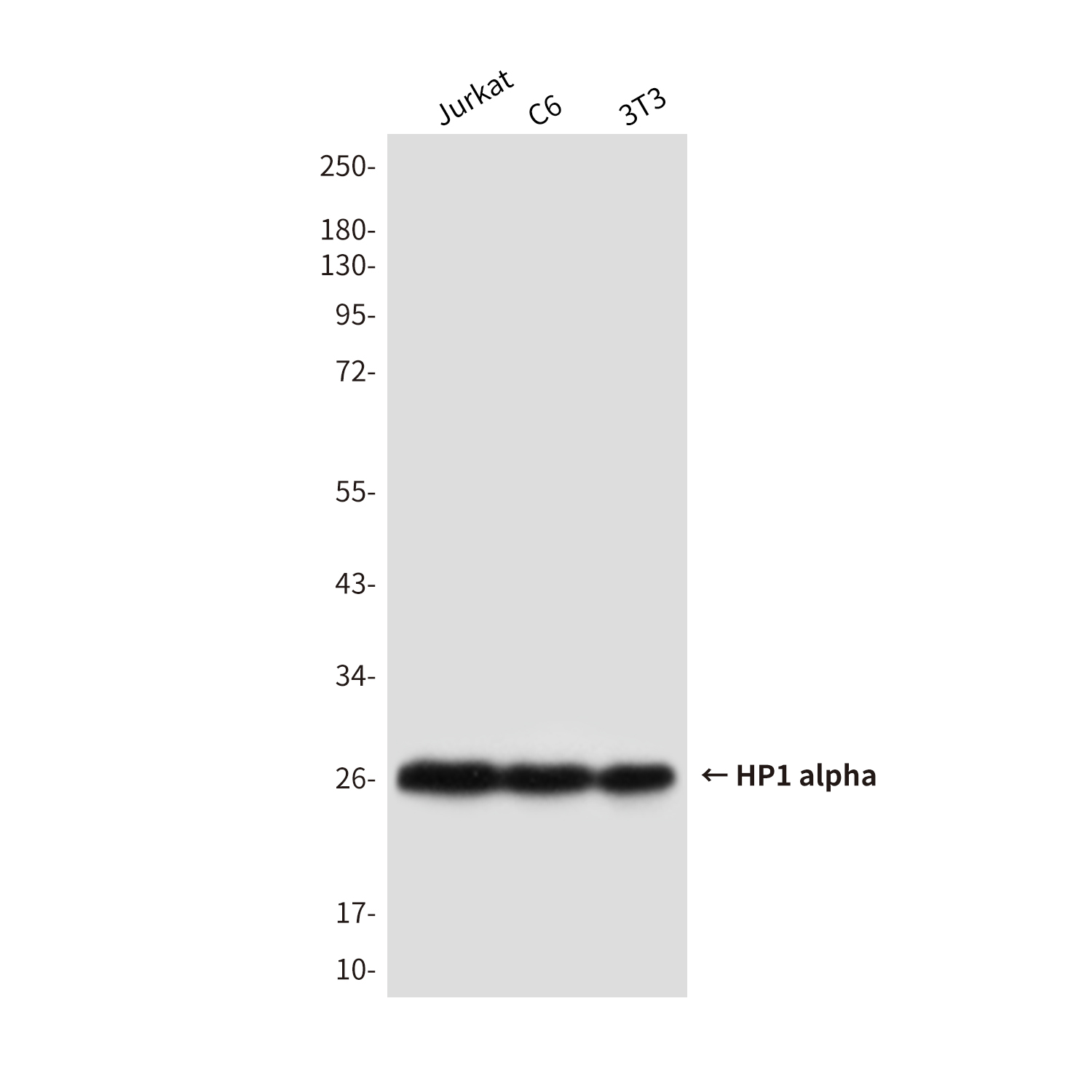 Mouse Monoclonal Antibody to HP1 alpha