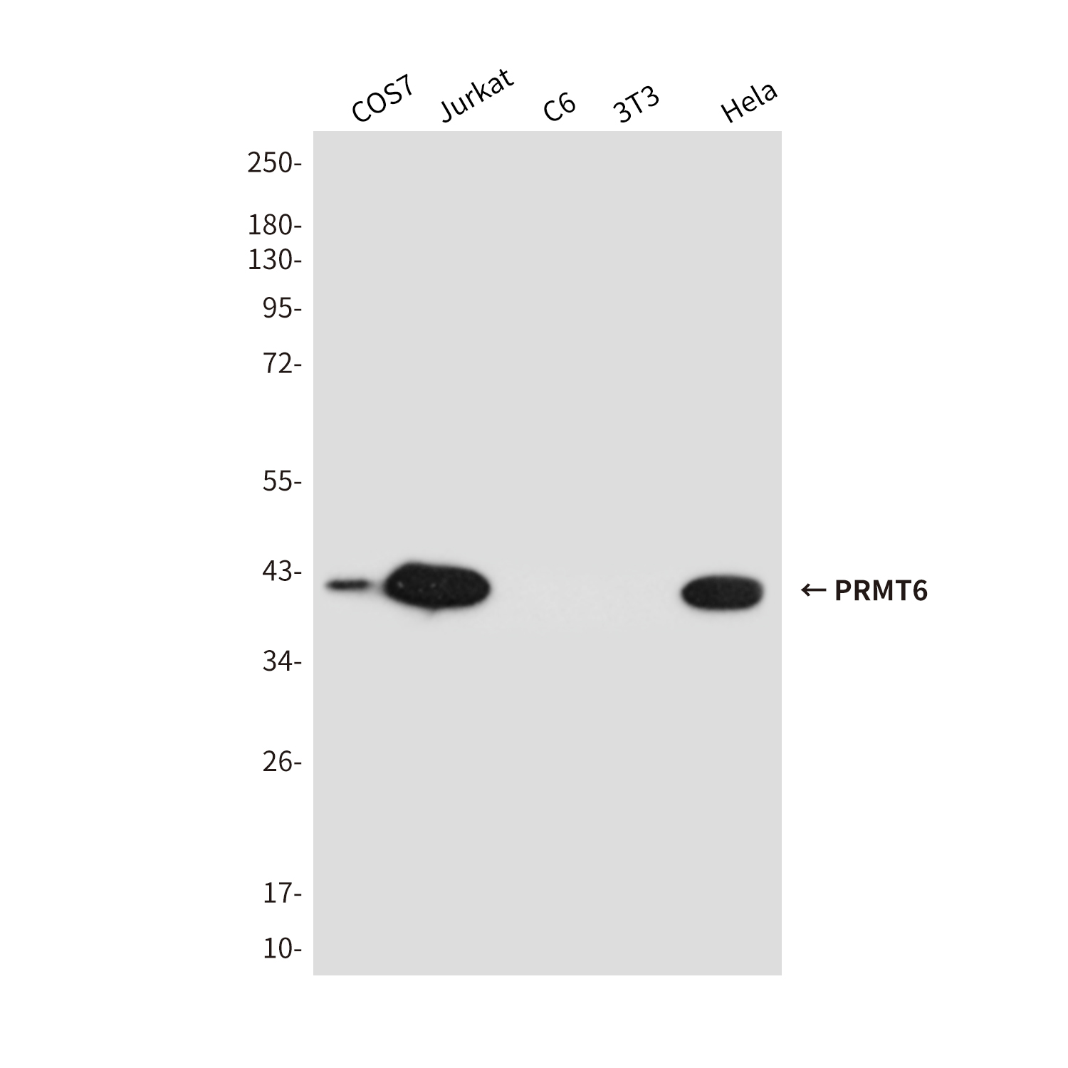 Mouse Monoclonal Antibody to PRMT6