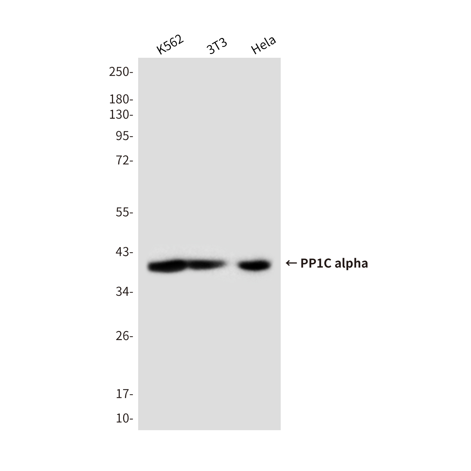 Mouse Monoclonal Antibody to PP1C alpha