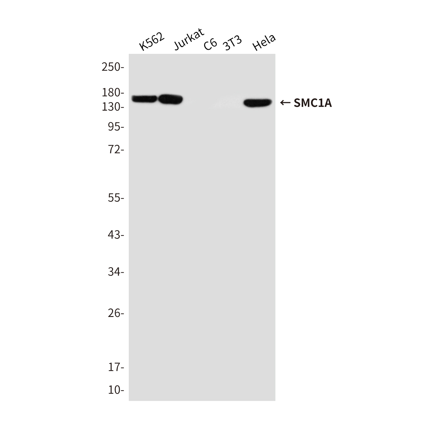 Mouse Monoclonal Antibody to SMC1A