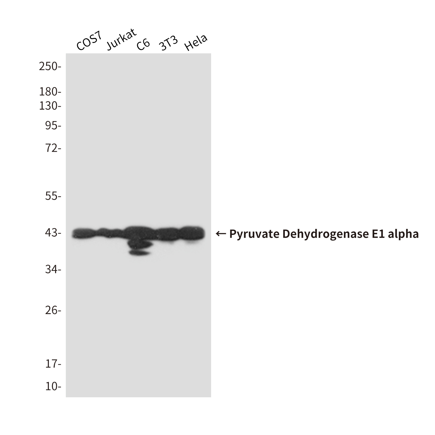 Mouse Monoclonal Antibody to Pyruvate Dehydrogenase E1 alpha