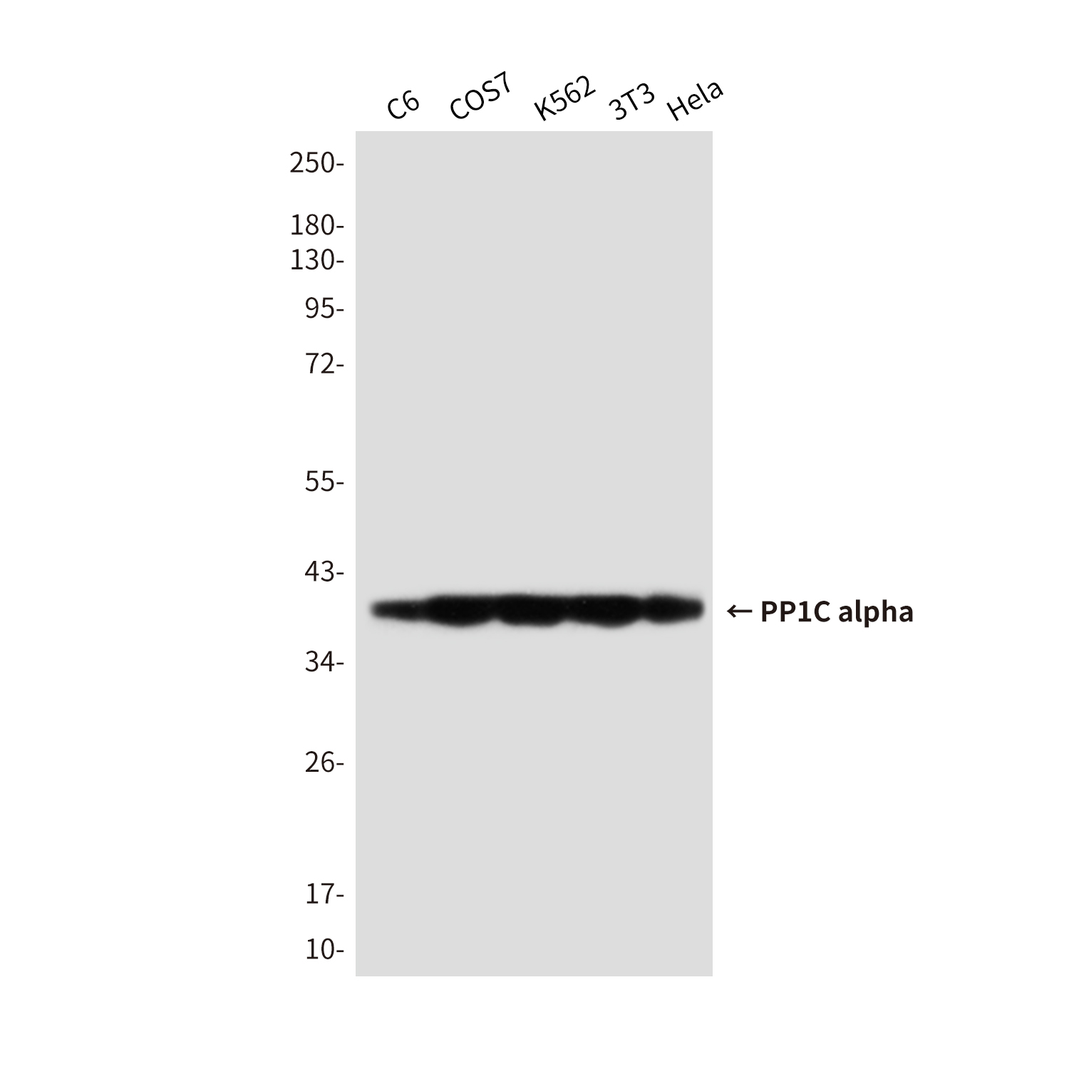 Mouse Monoclonal Antibody to PP1C alpha
