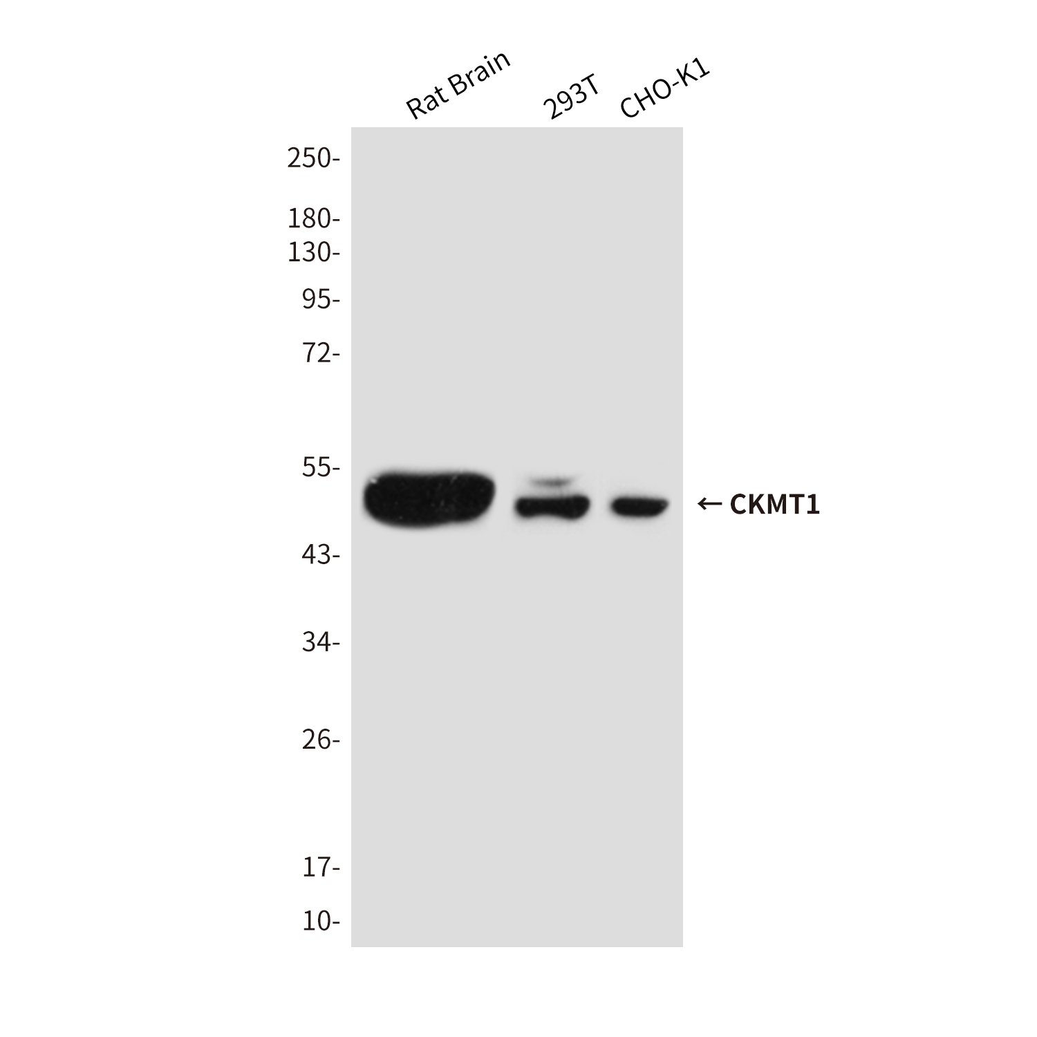 Mouse Monoclonal Antibody to CKMT1