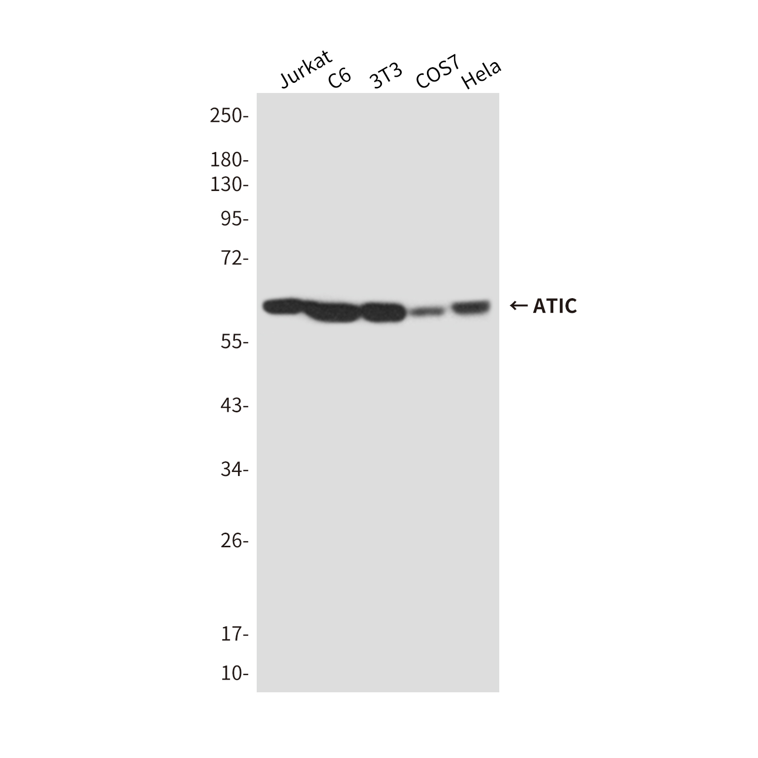 Mouse Monoclonal Antibody to ATIC