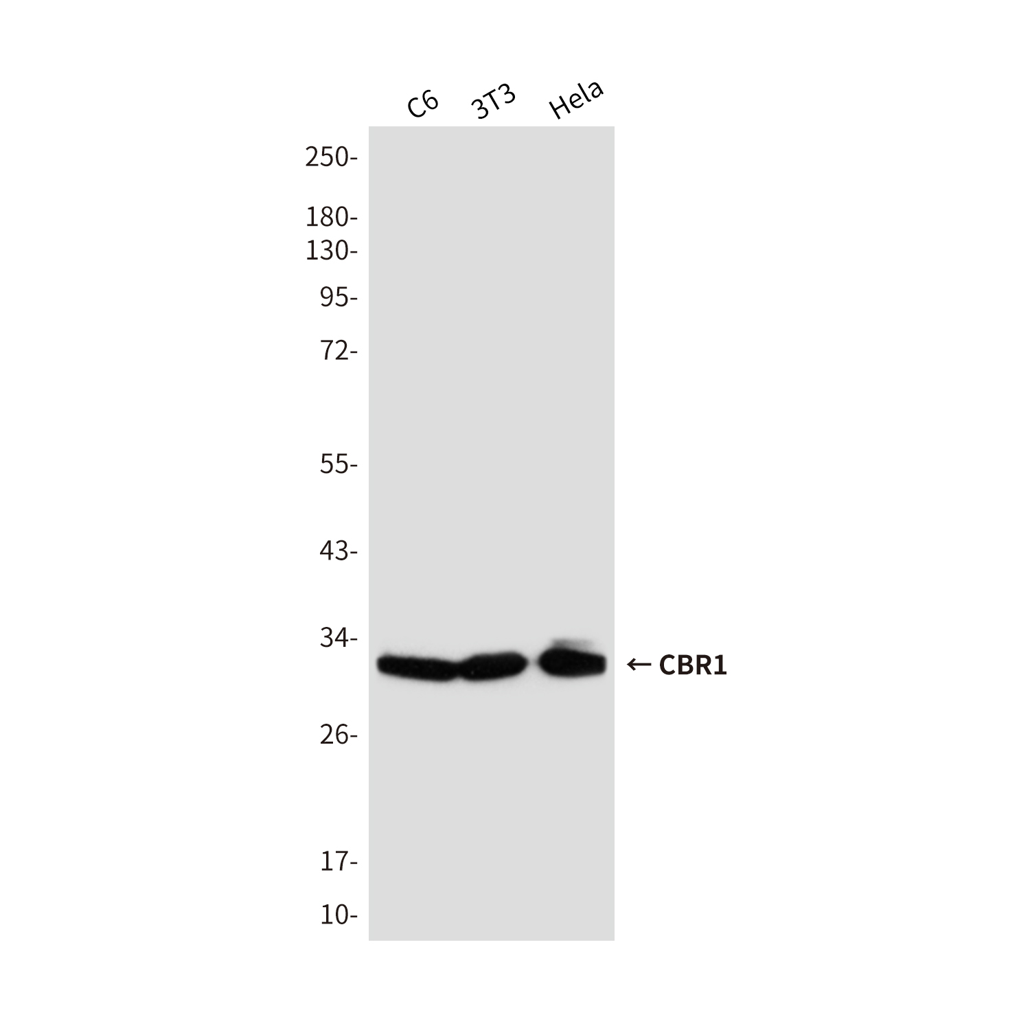 Mouse Monoclonal Antibody to CBR1