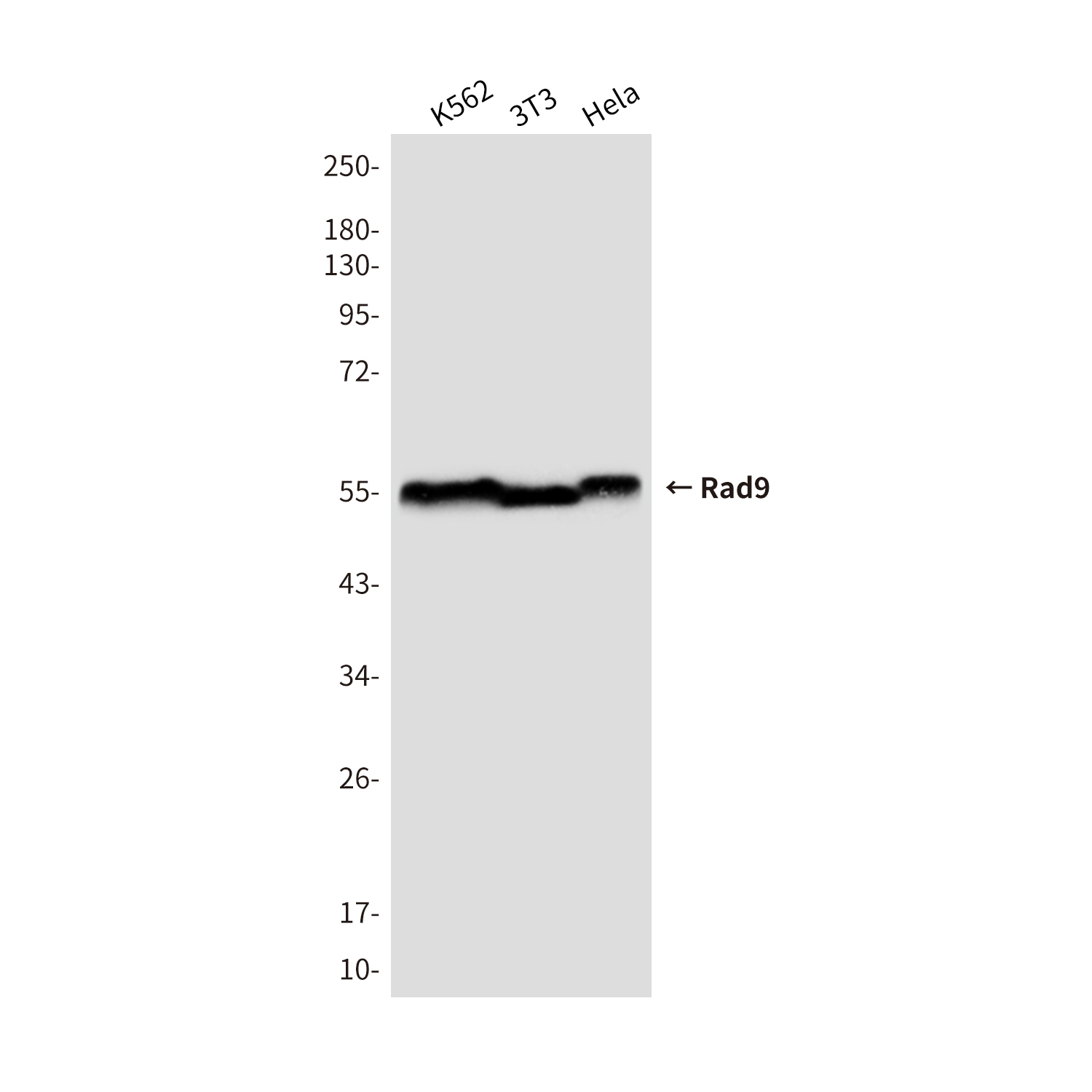 Mouse Monoclonal Antibody to Rad9