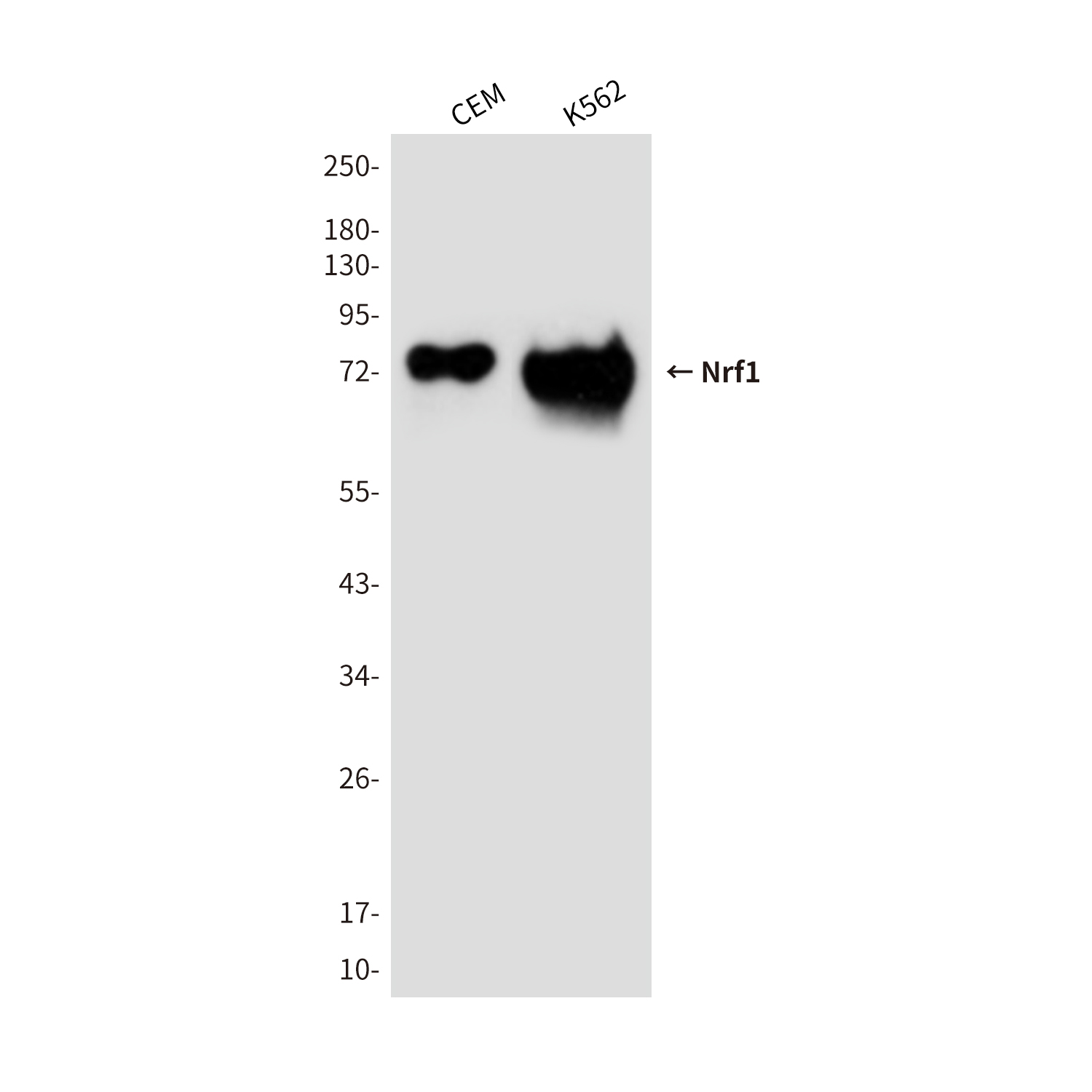 Mouse Monoclonal Antibody to Nrf1