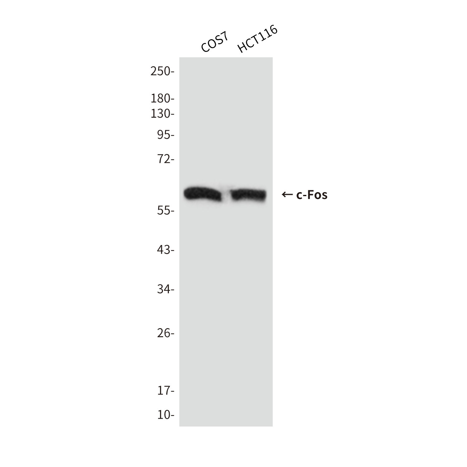 Mouse Monoclonal Antibody to c-Fos (7D6)