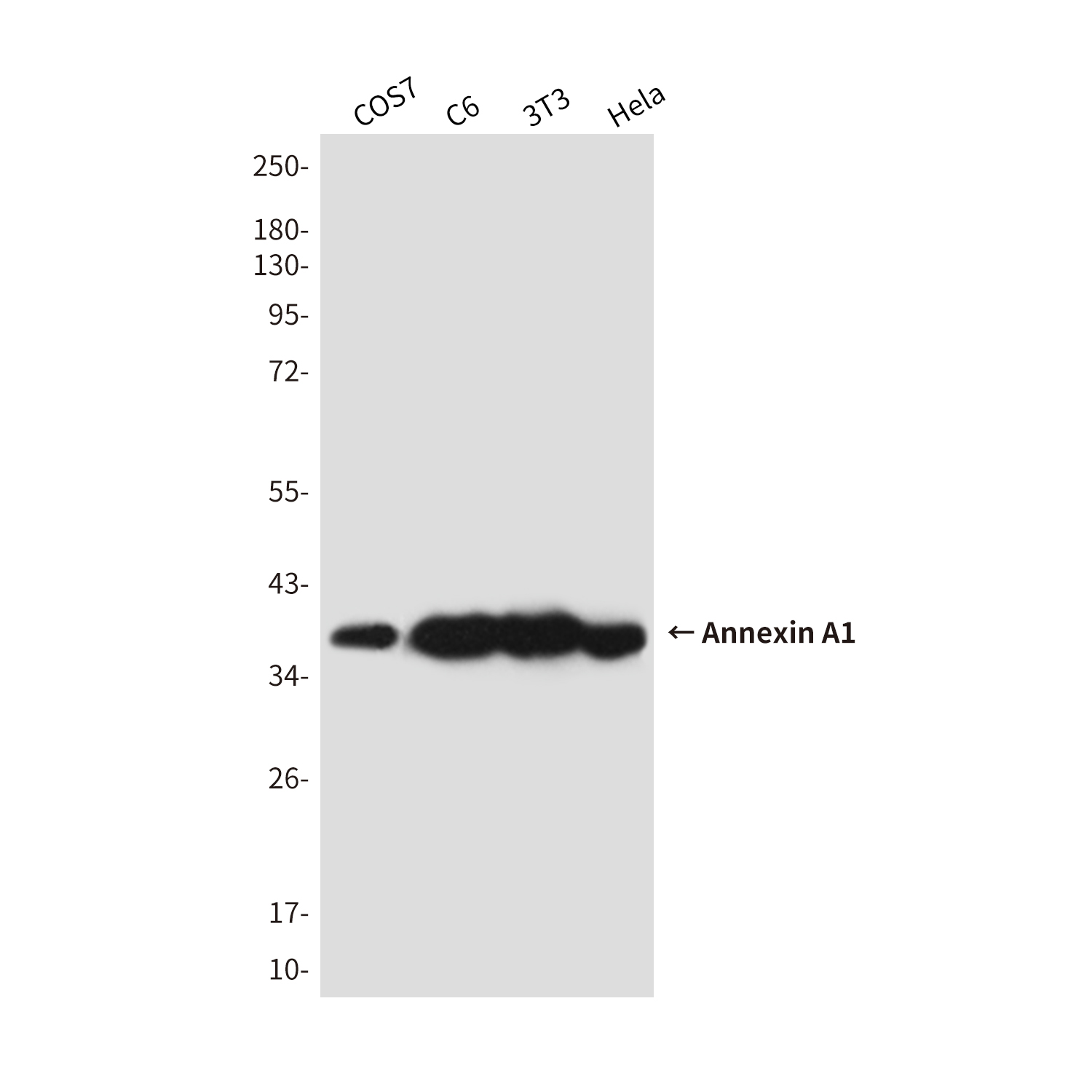 Mouse Monoclonal Antibody to Annexin A1